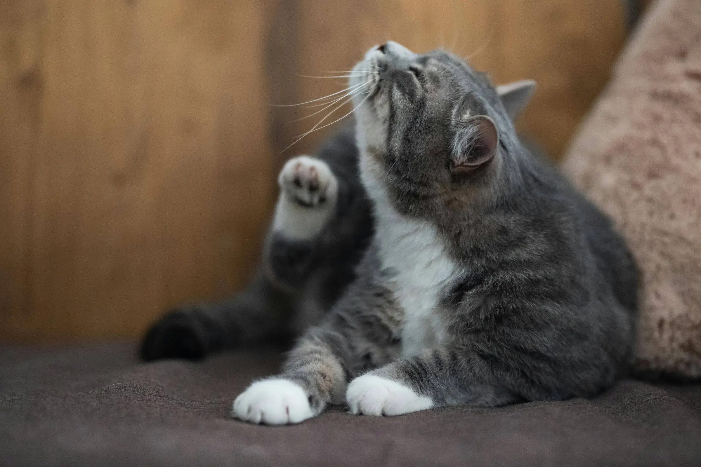 Alergia alimentar em pets: sintomas e como diagnosticar, clínica veterinária 24h