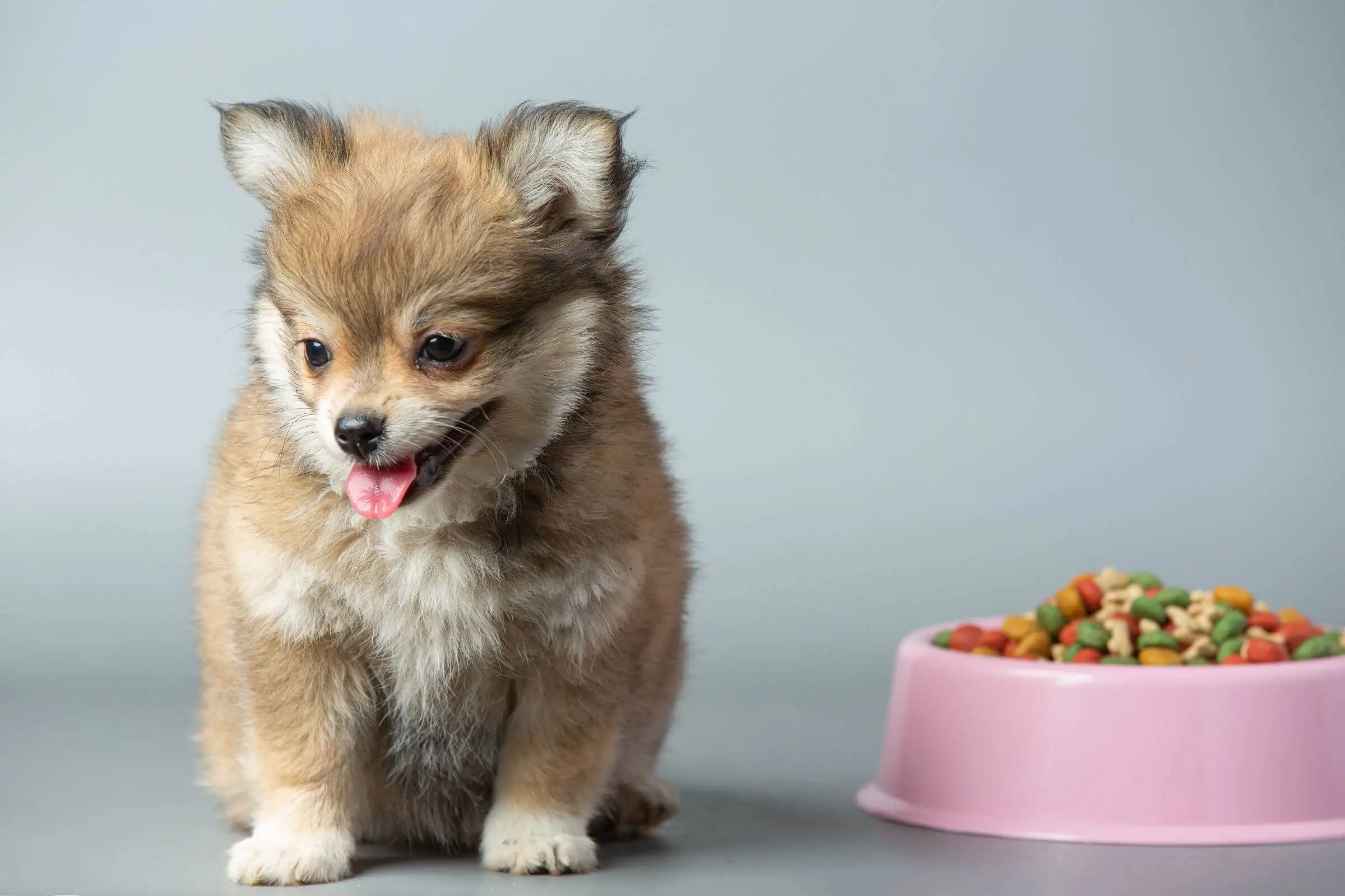 Quantas vezes por dia devo alimentar um filhote? clínica veterinária 24h