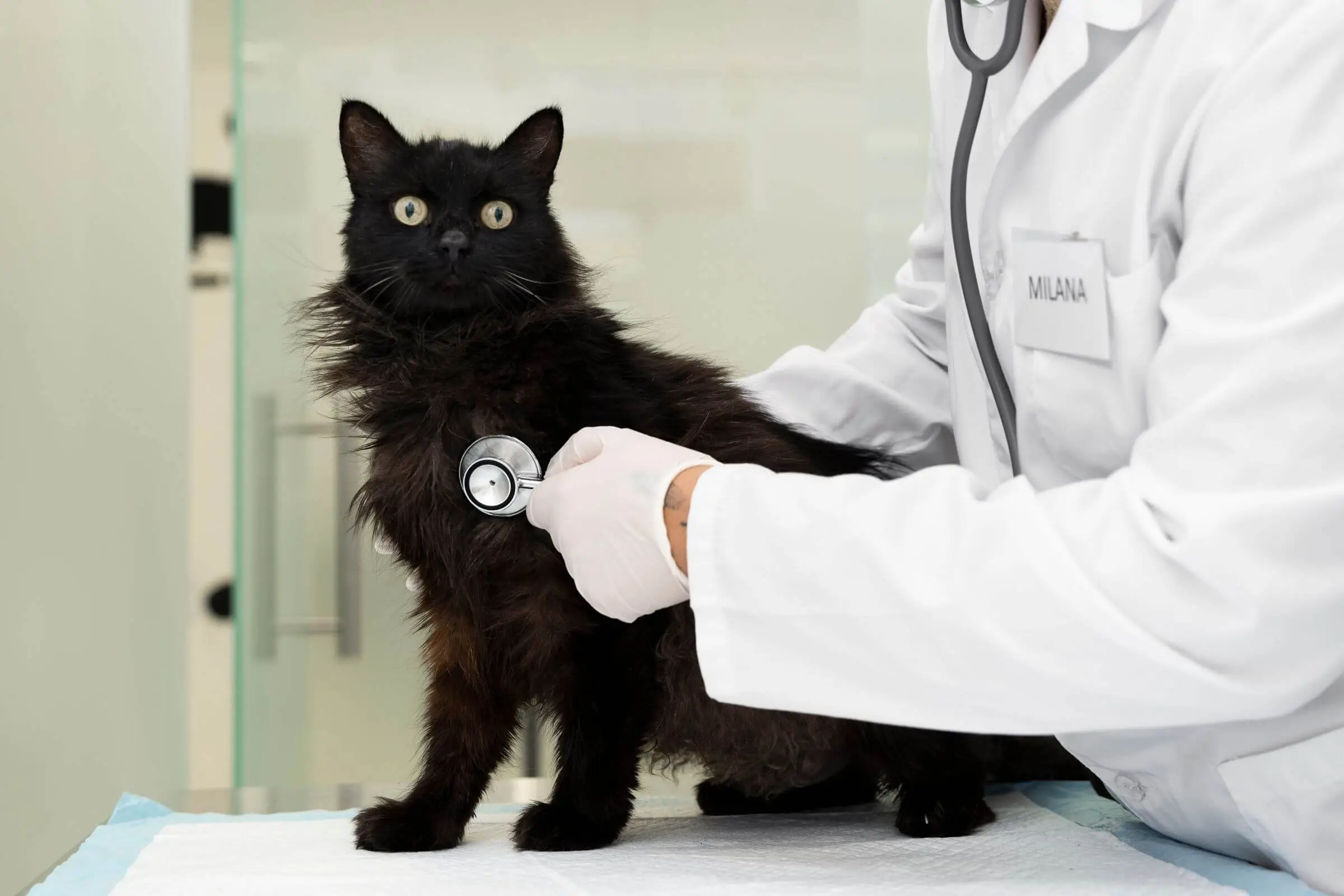 Arritmia em pets: como descobrir e tratar? clínica veterinária 24h