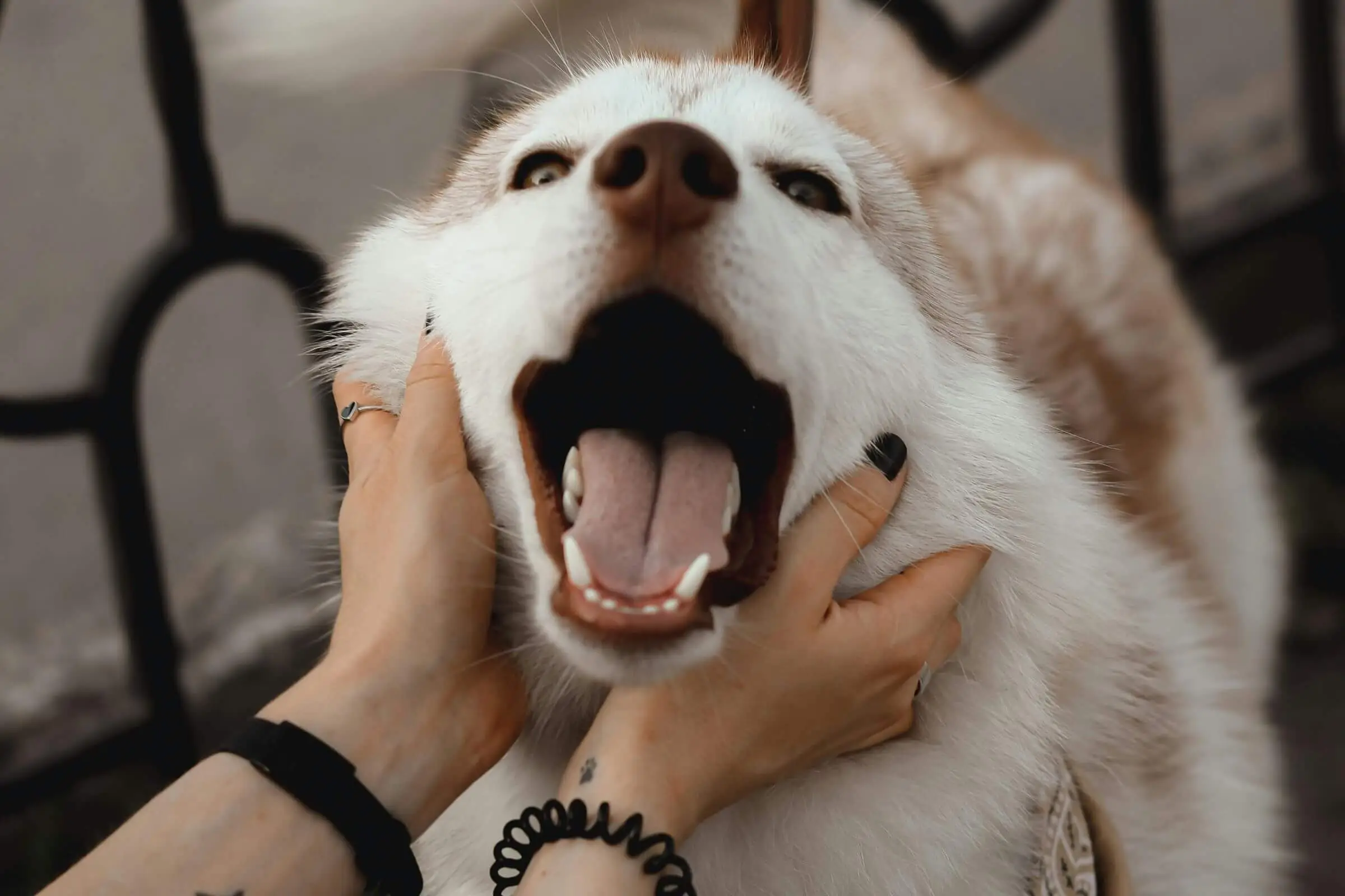 Meu pet está com inchaço na boca: pode ser reação alérgica? clínica veterinária 24h