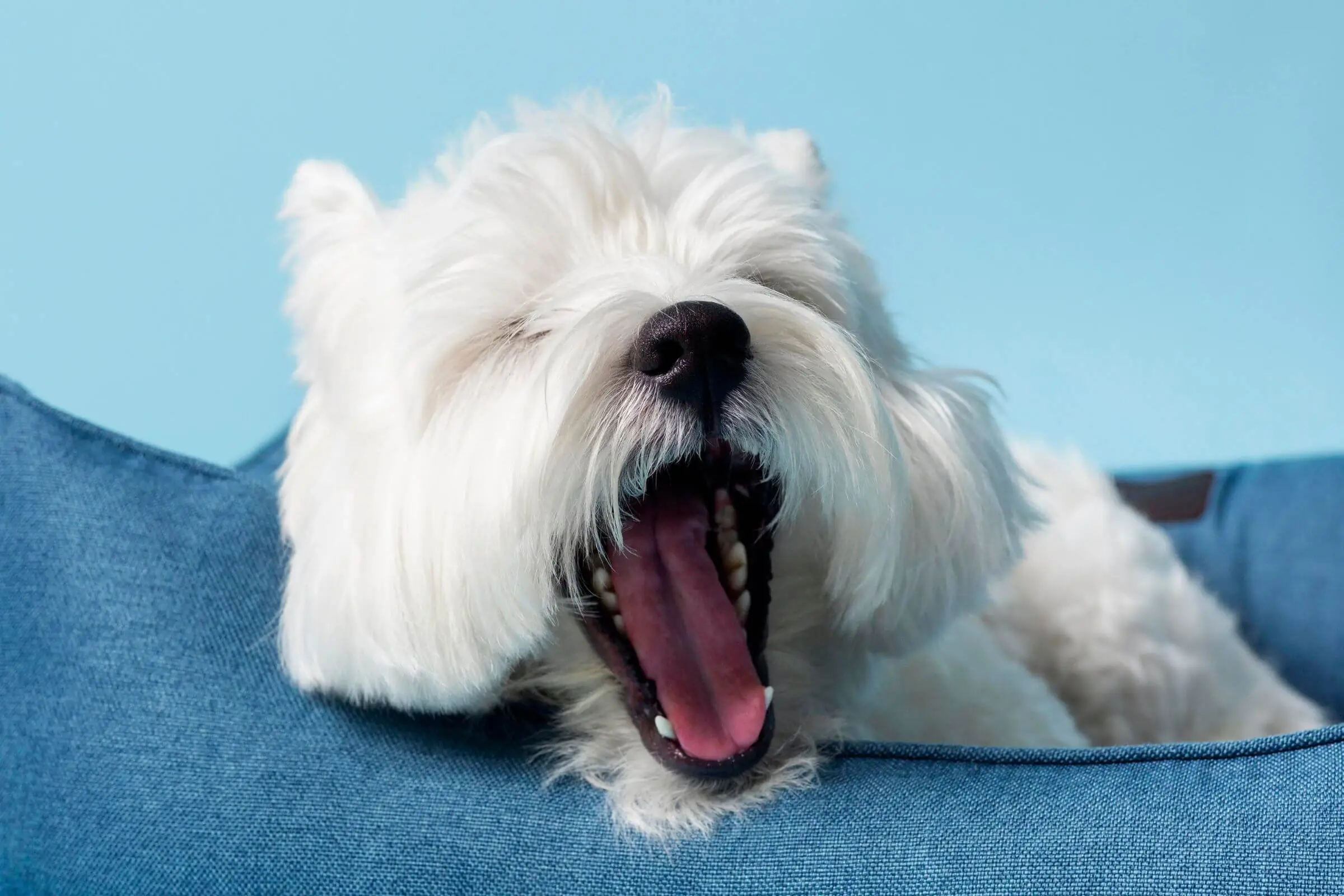 Cachorro boceja muito: O que pode ser, clínica veterinária 24h