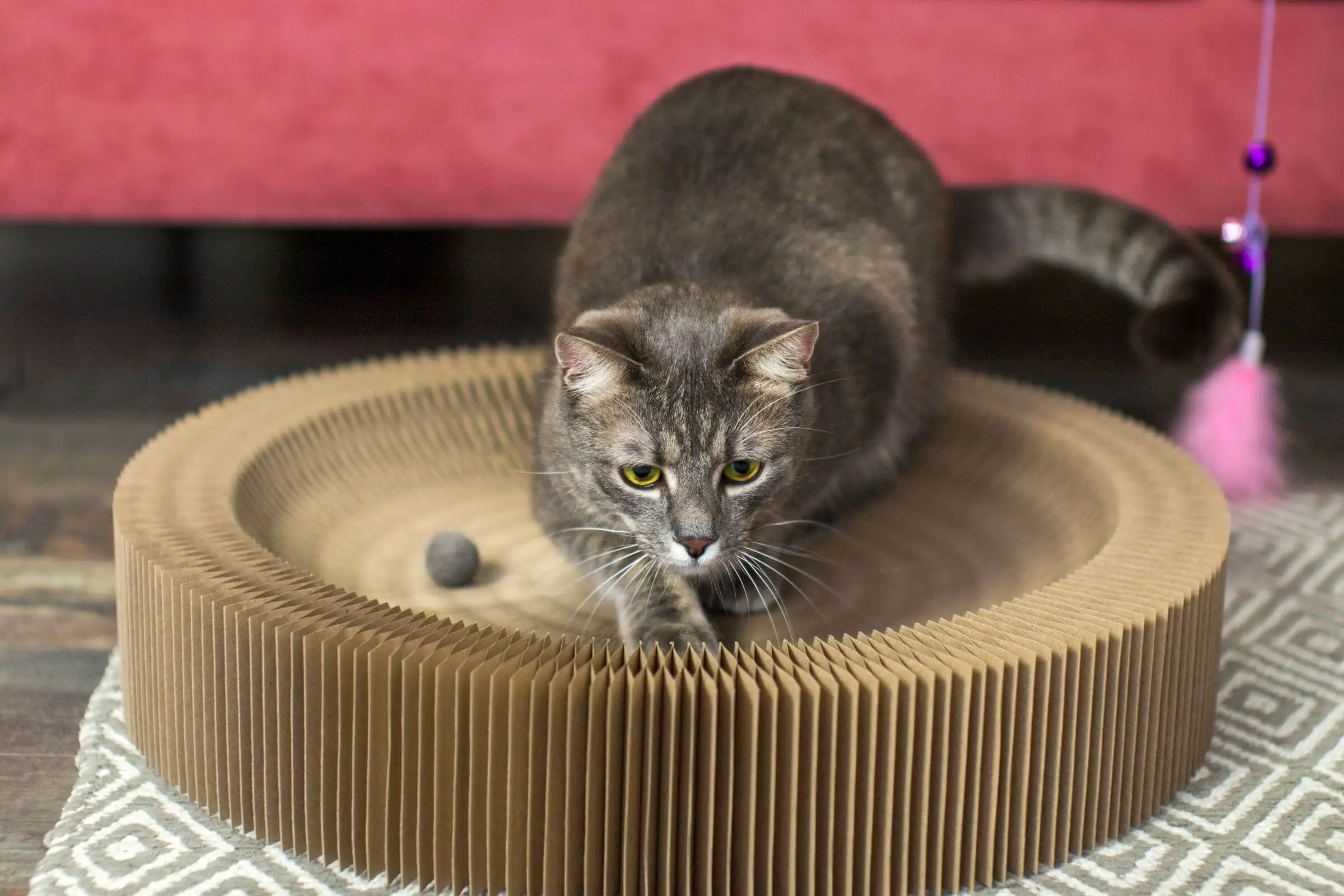 Por que meu gato vomita bolas de pelo com frequência? clínica veterinária 24h