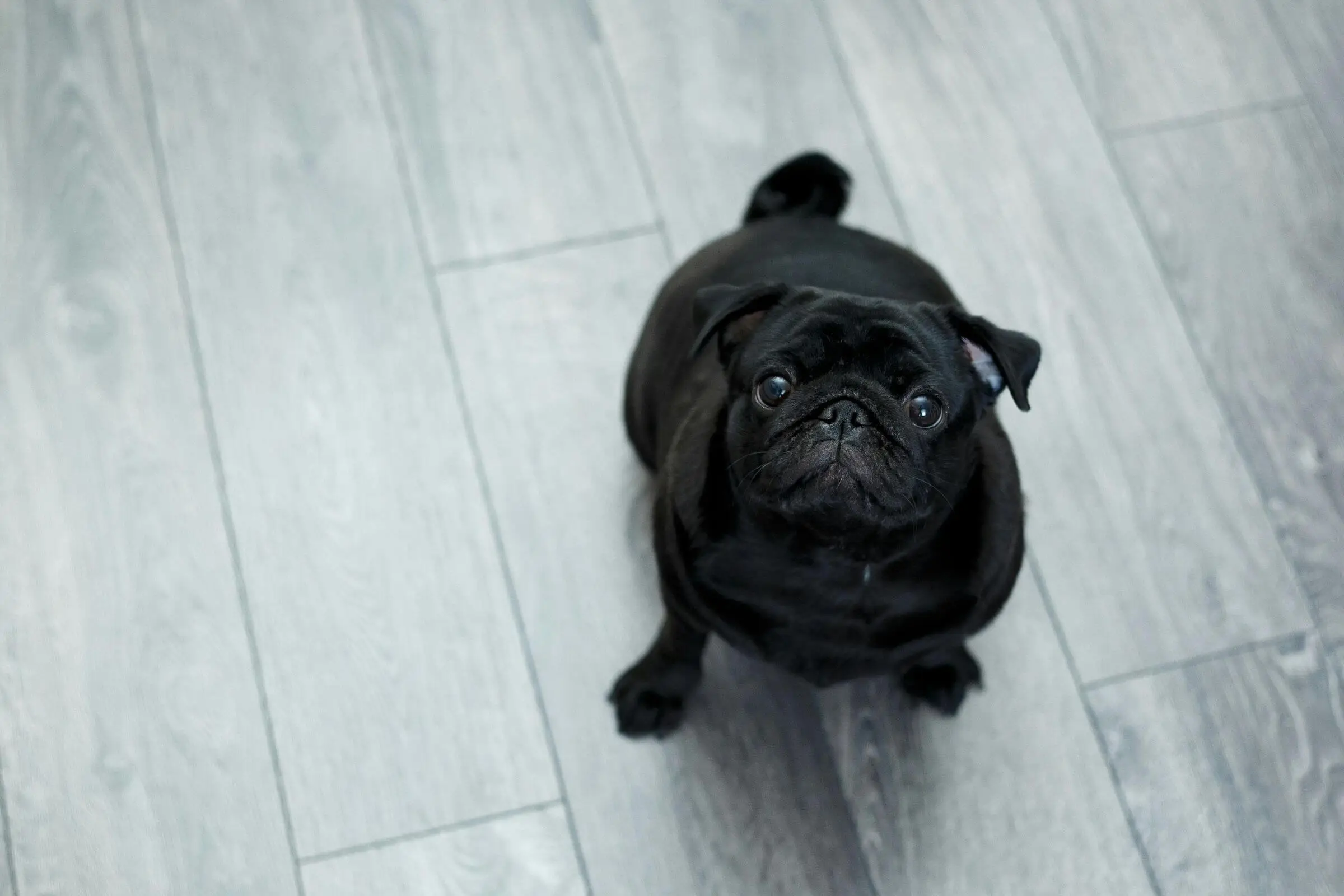 Animais braquicefálicos têm mais risco cardíaco? clínica veterinária 24h