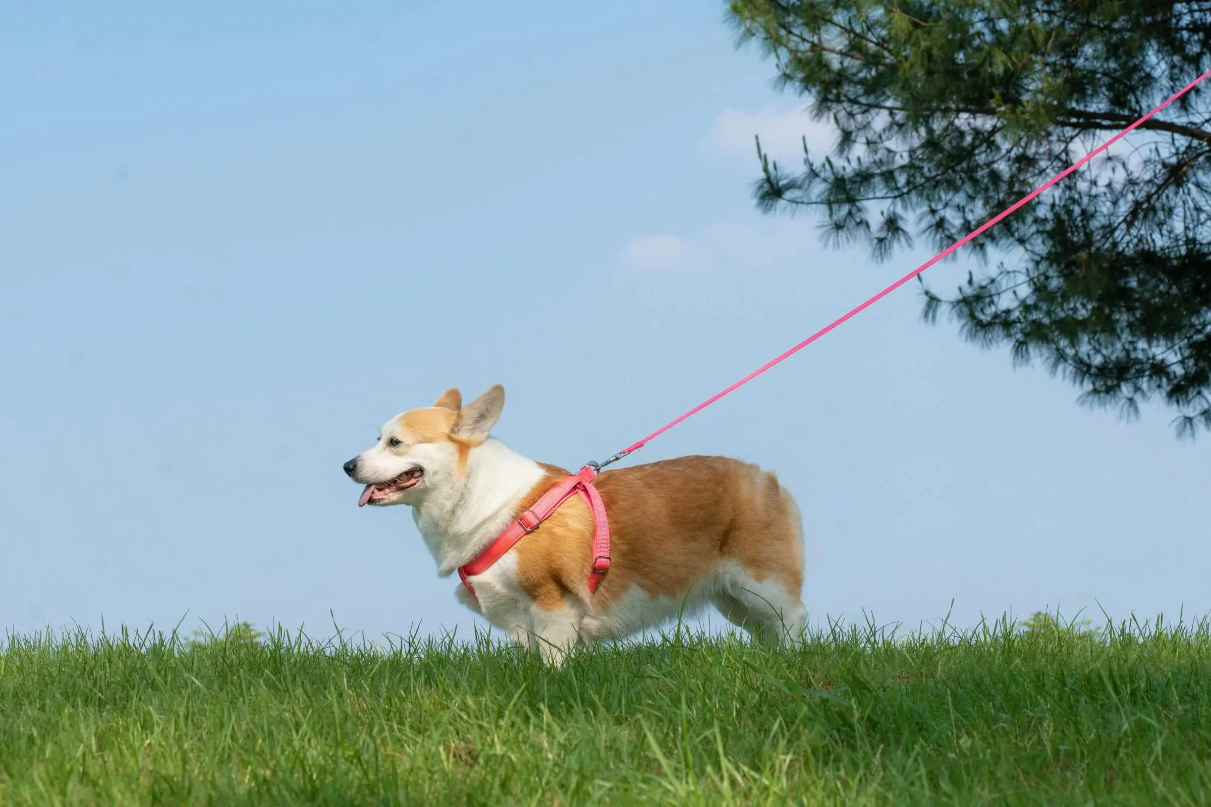 Gravidez psicologica em cachorra: Como identificar, clínica veterinária 24h
