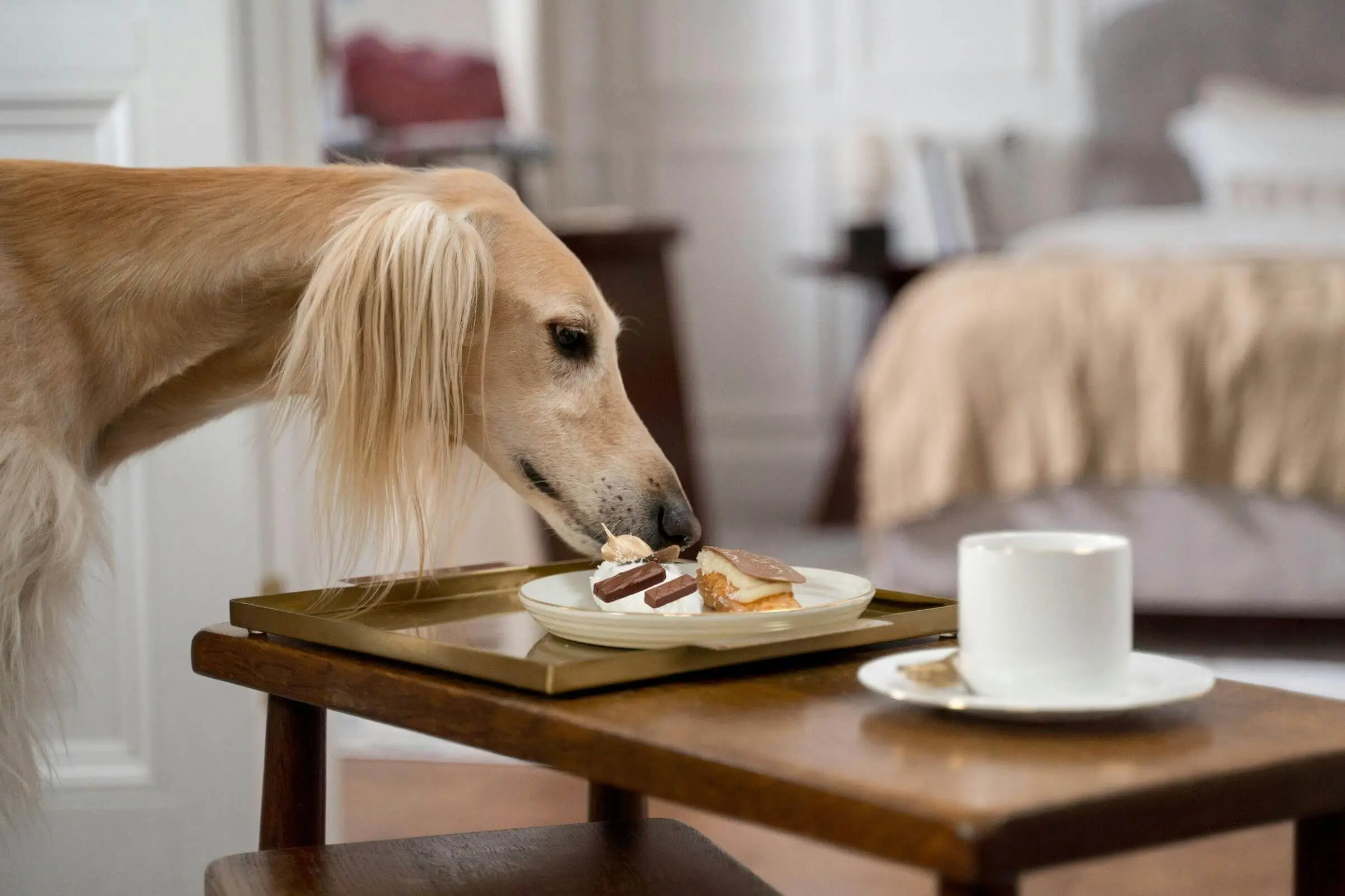 O que fazer se meu cachorro comeu chocolate? clínica veterinária 24h