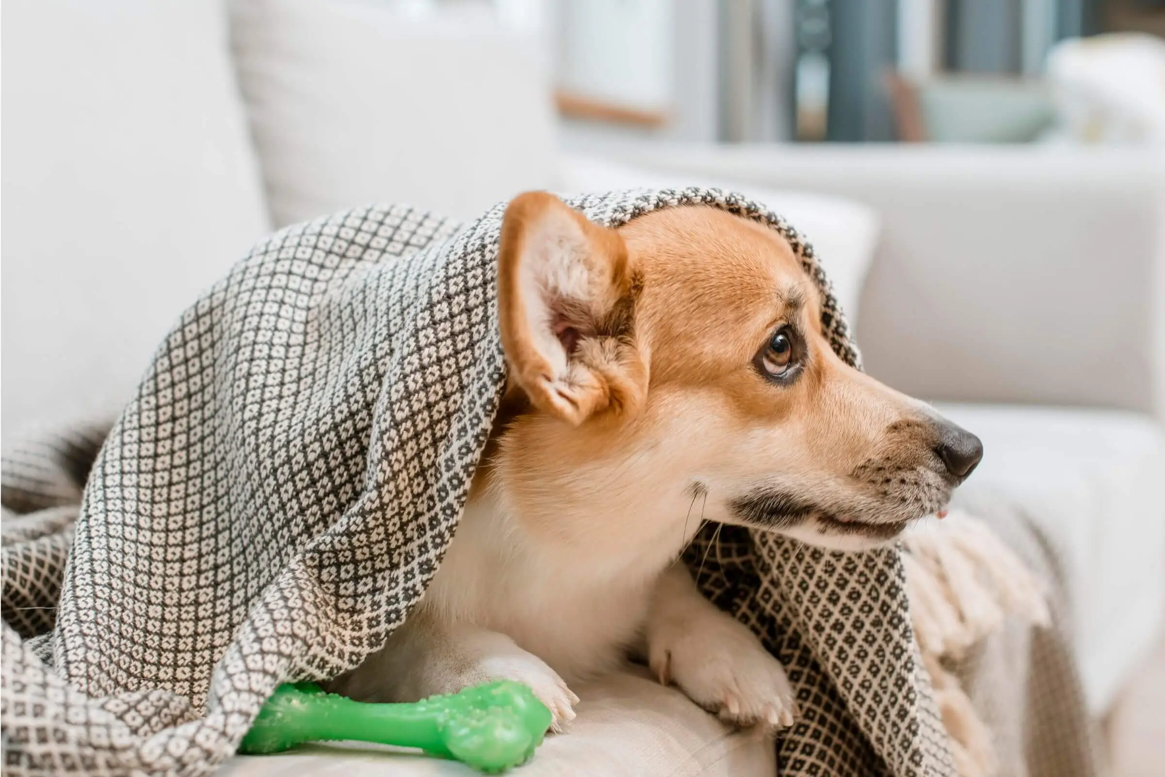 Cachorro com febre: como identificar e o que fazer? clínica veterinária 24h