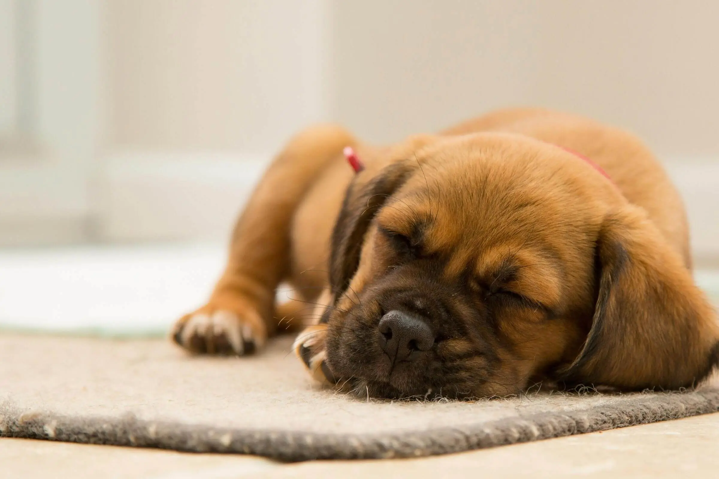Meu cachorro dorme muito: o que pode ser? clínica veterinária 24h
