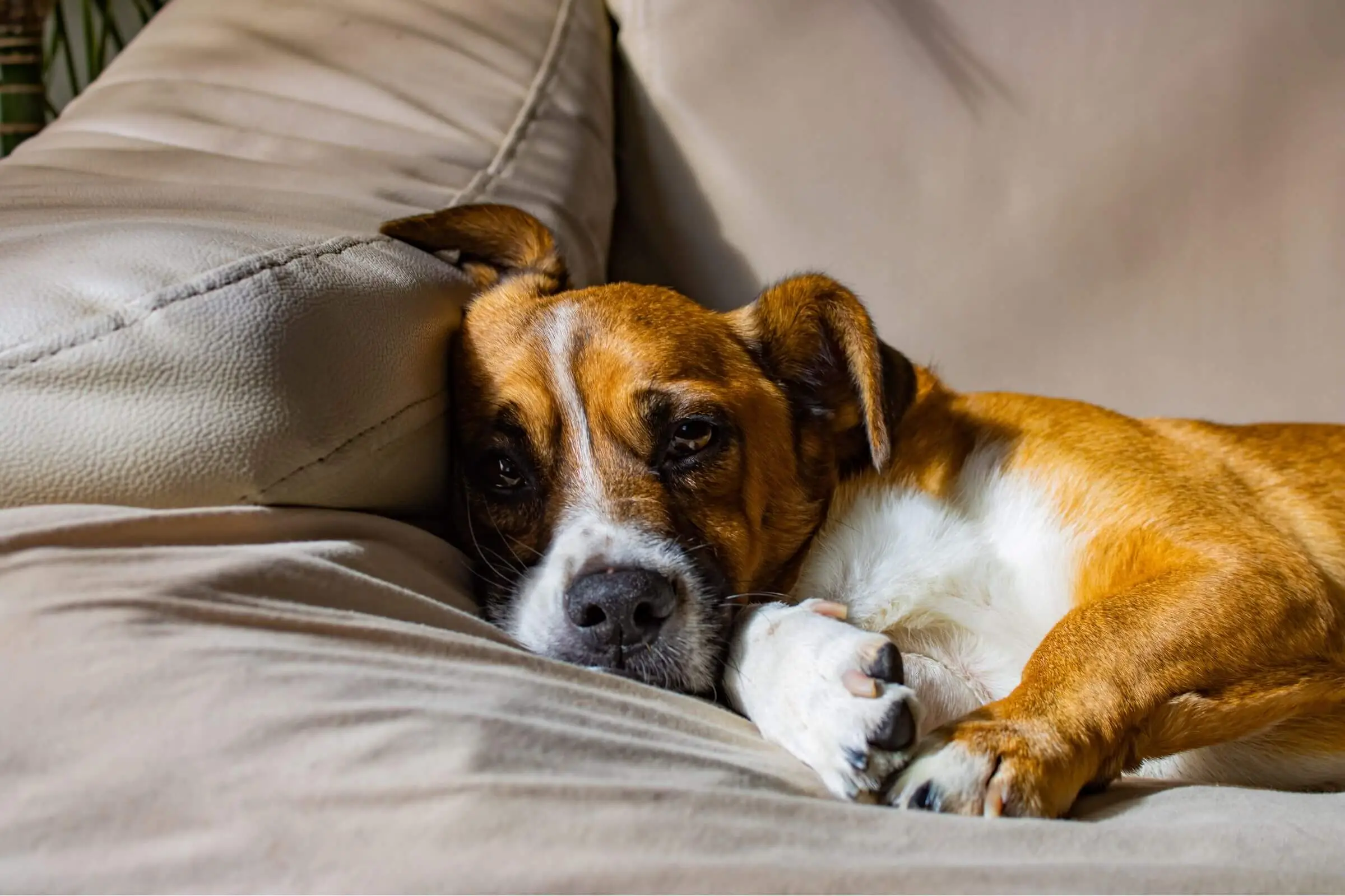 Por que o cachorro chora quando fica sozinho? clínica veterinária 24h