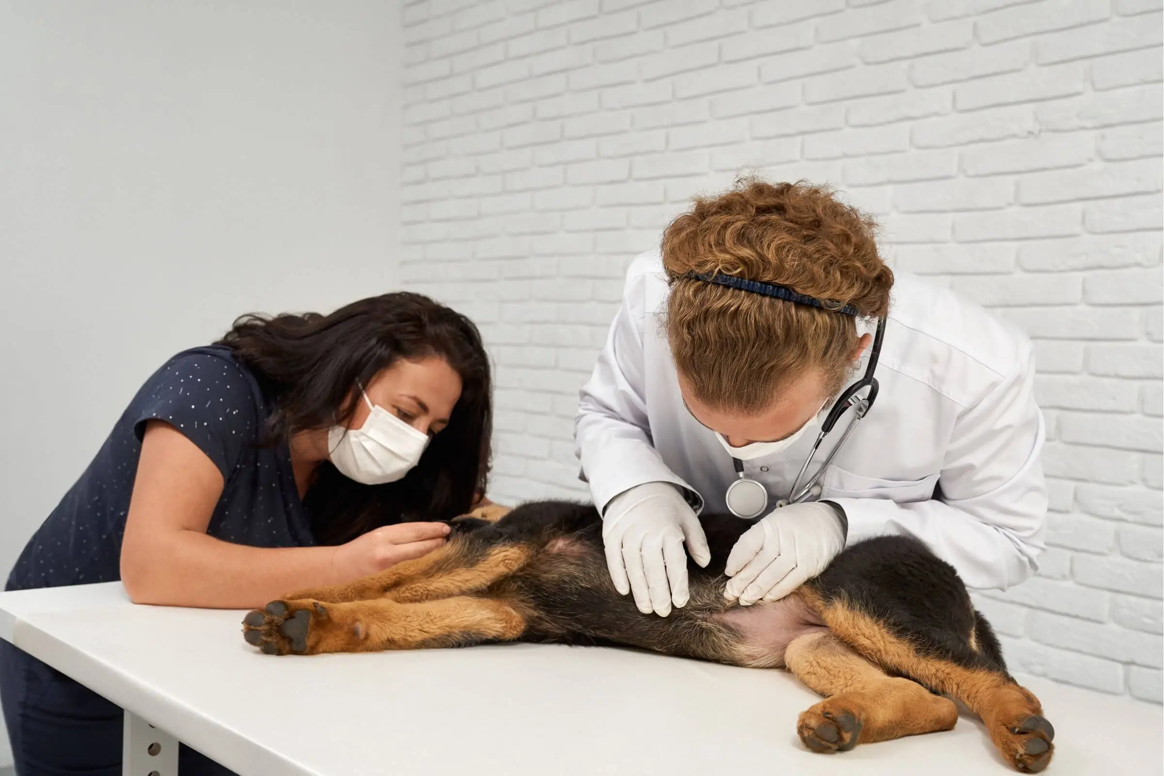 Quando levar o cachorro no veterinário urgente? clínica veterinária 24h