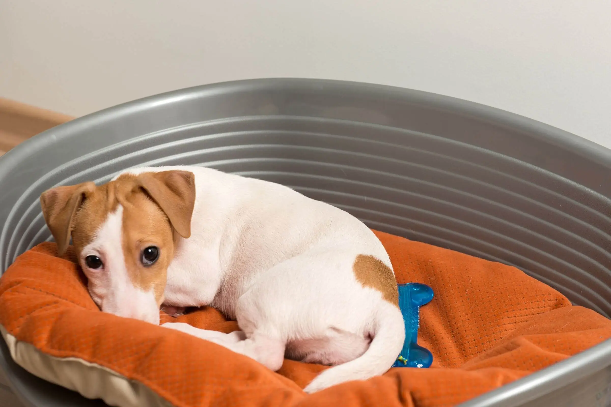 Cistite em pets: como aliviar os sintomas? clínica veterinária 24h