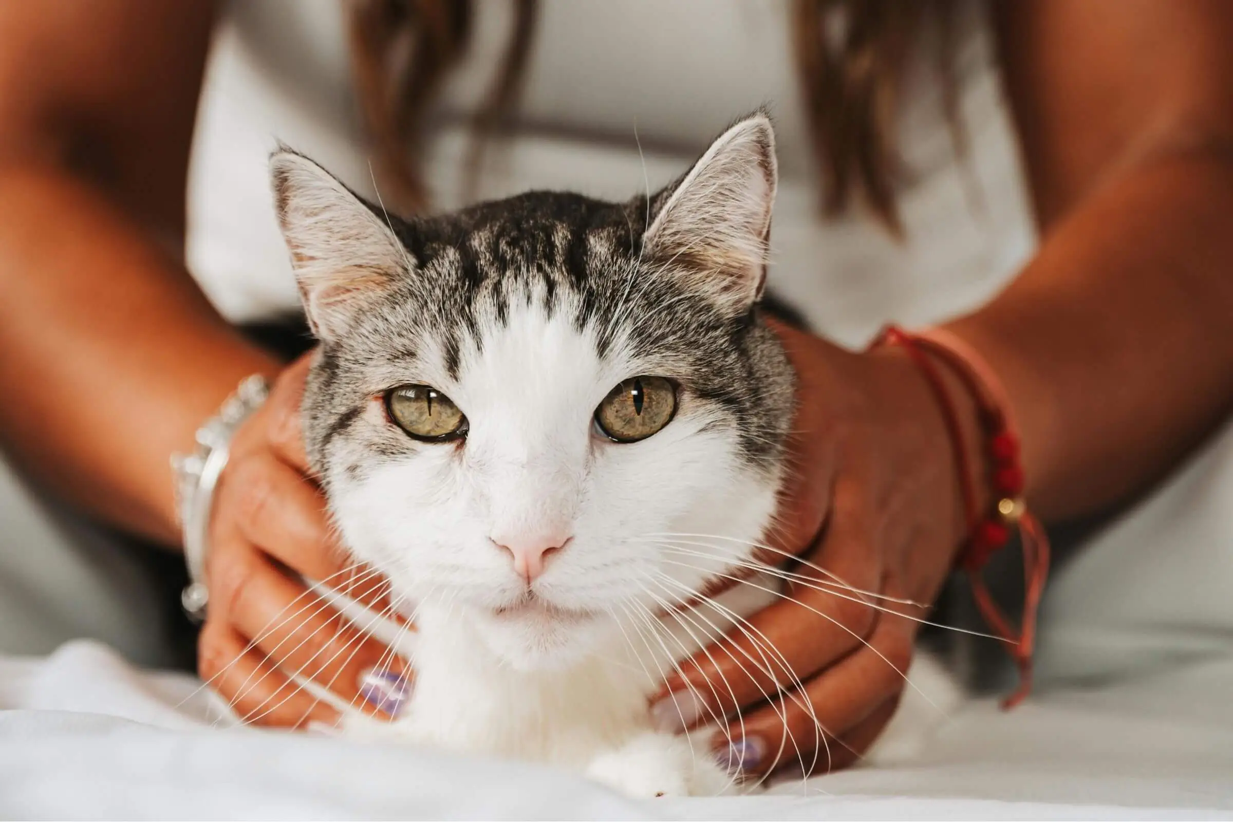 Gato com convulsão: causas e primeiros socorros, clínica veterinária 24h