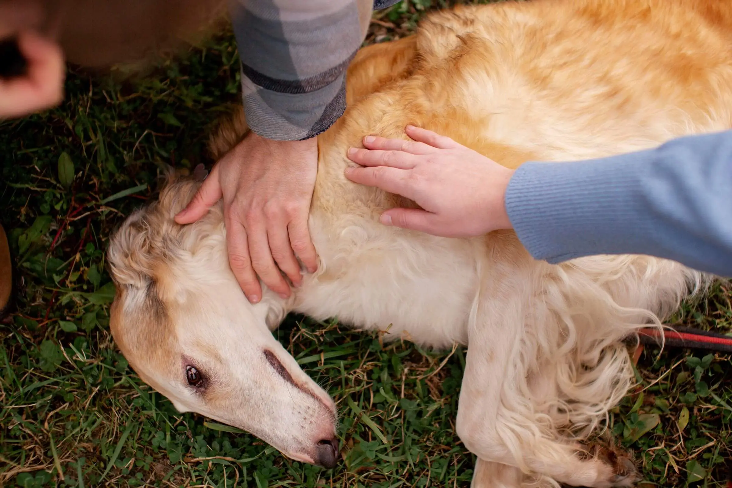 Meu cachorro está tendo convulsões: o que fazer? clínica veterinária 24h