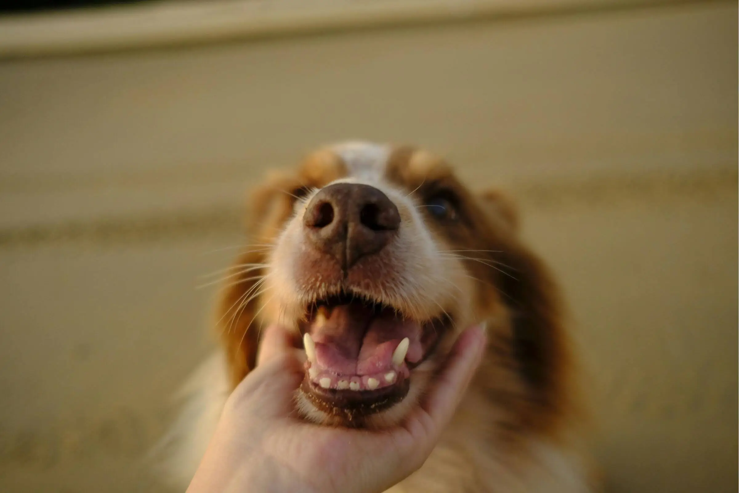 Escovar os dentes do meu cachorro: importância e cuidados