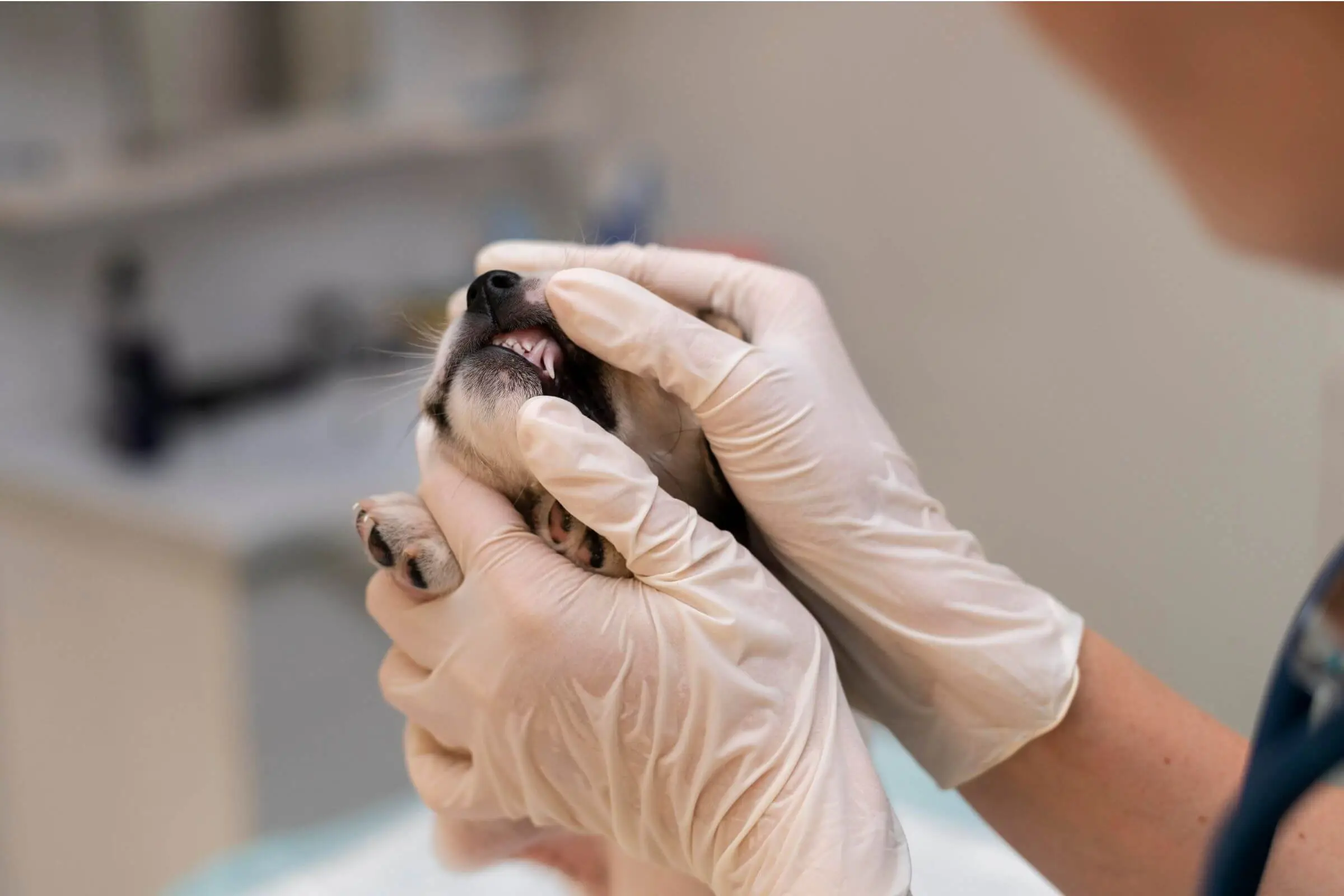 Quando procurar um dentista veterinário? clínica veterinária 24h