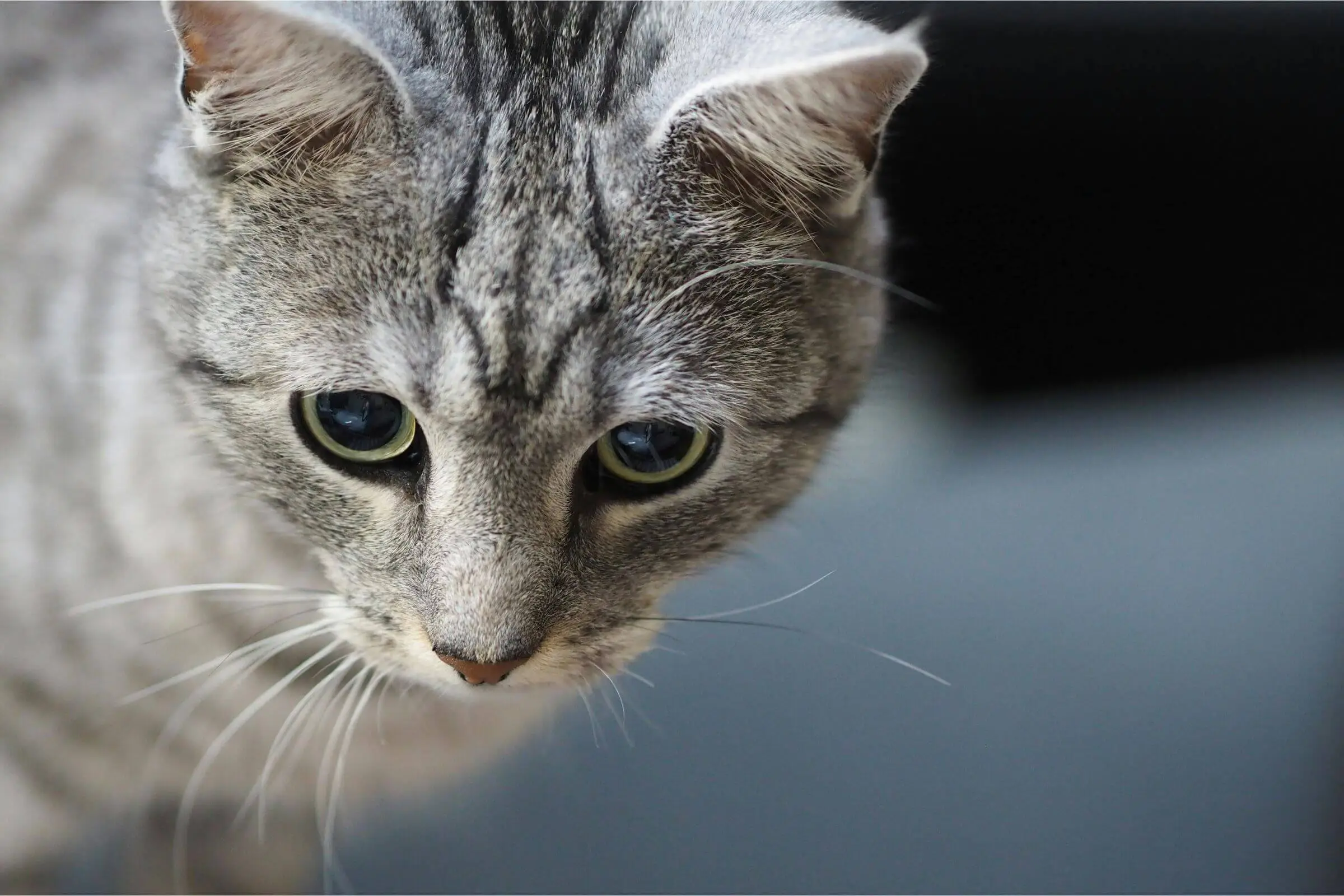 gato com diarreia: O que pode ser?