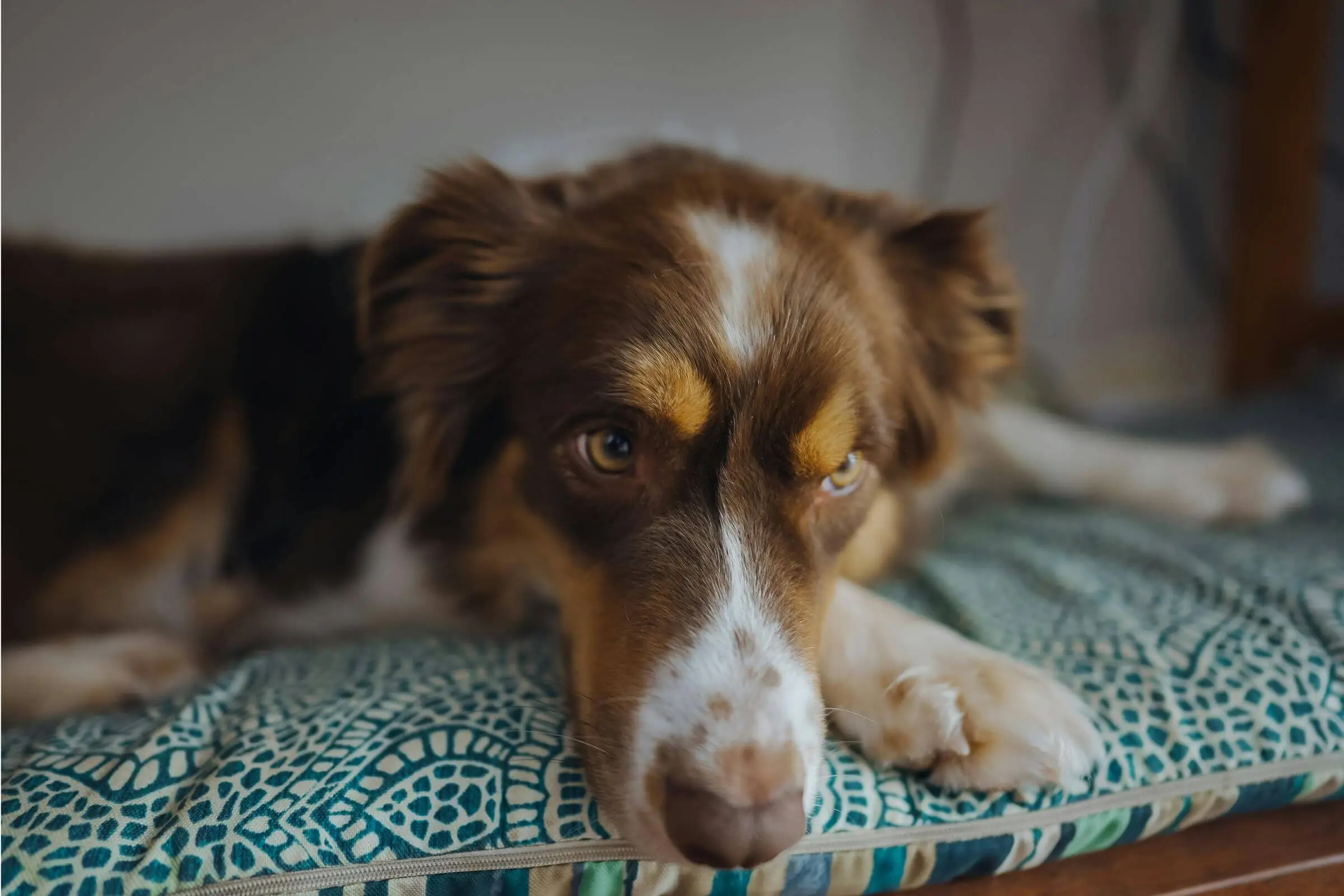 Doença renal crônica em cães: tem tratamento? clínica veterinária 24h