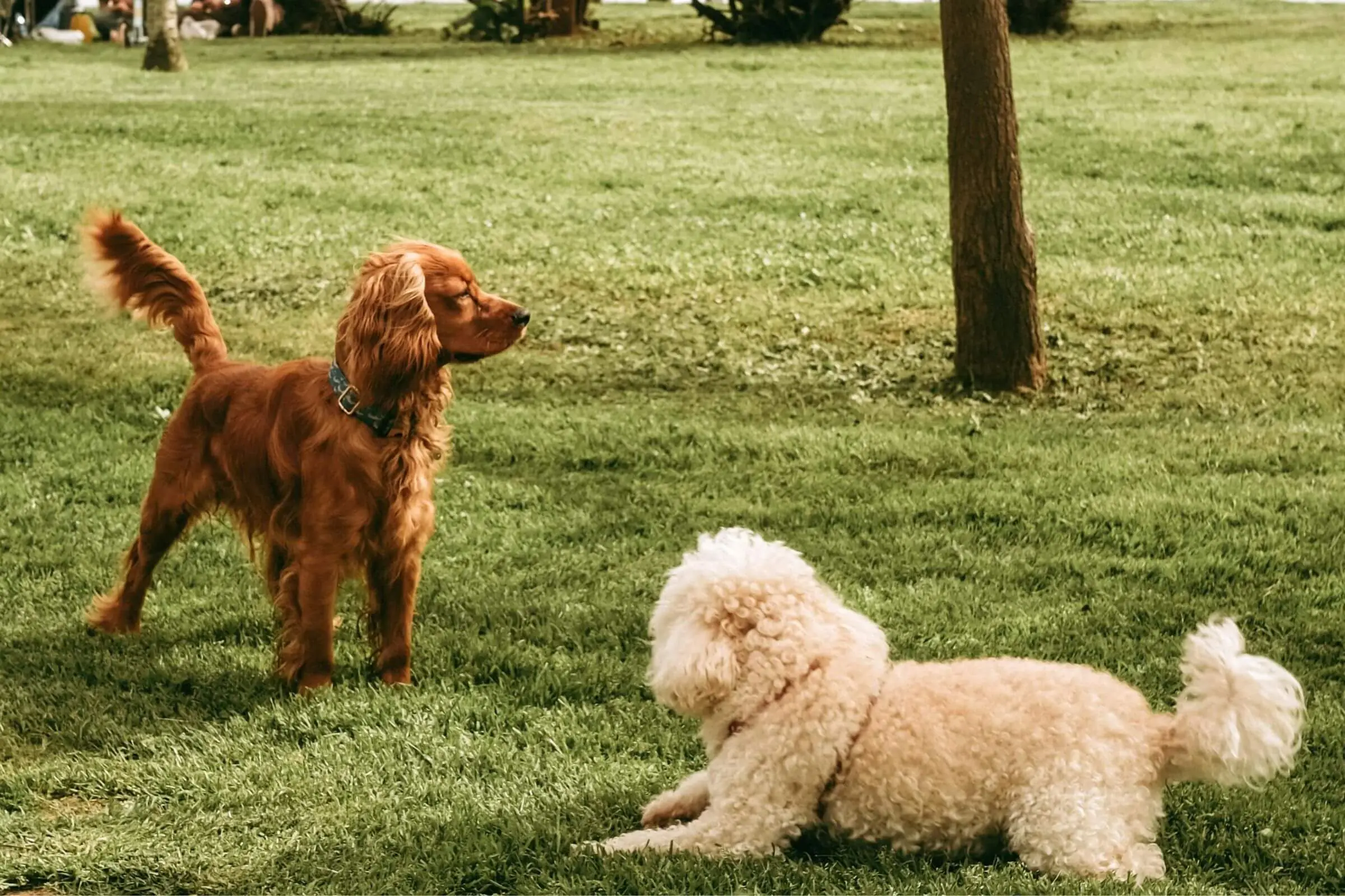Meu cachorro foi exposto a outro doente: o que fazer? clínica veterinária 24h