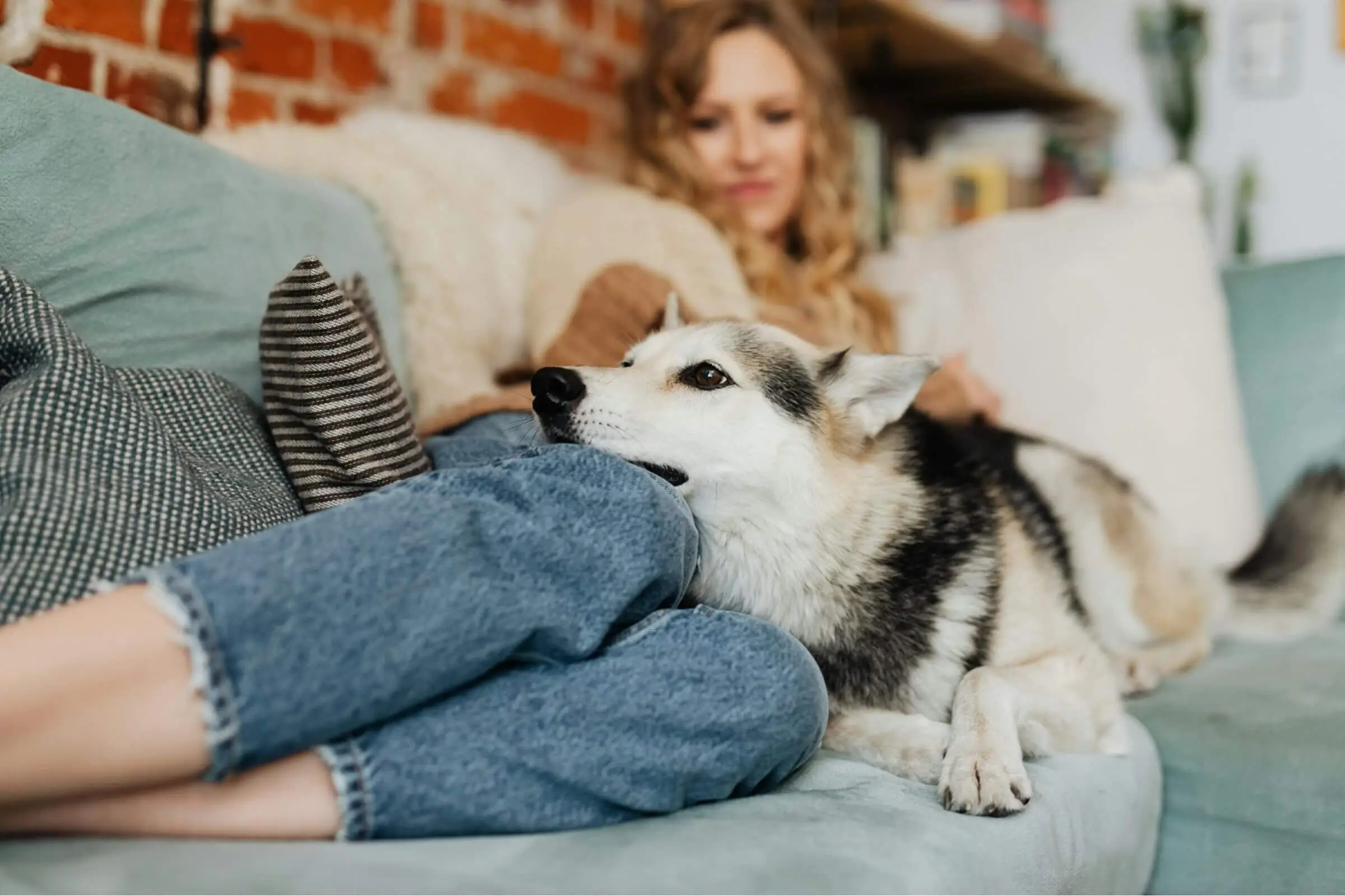 Animais entendem nossas emoções? clínica veterinária 24h