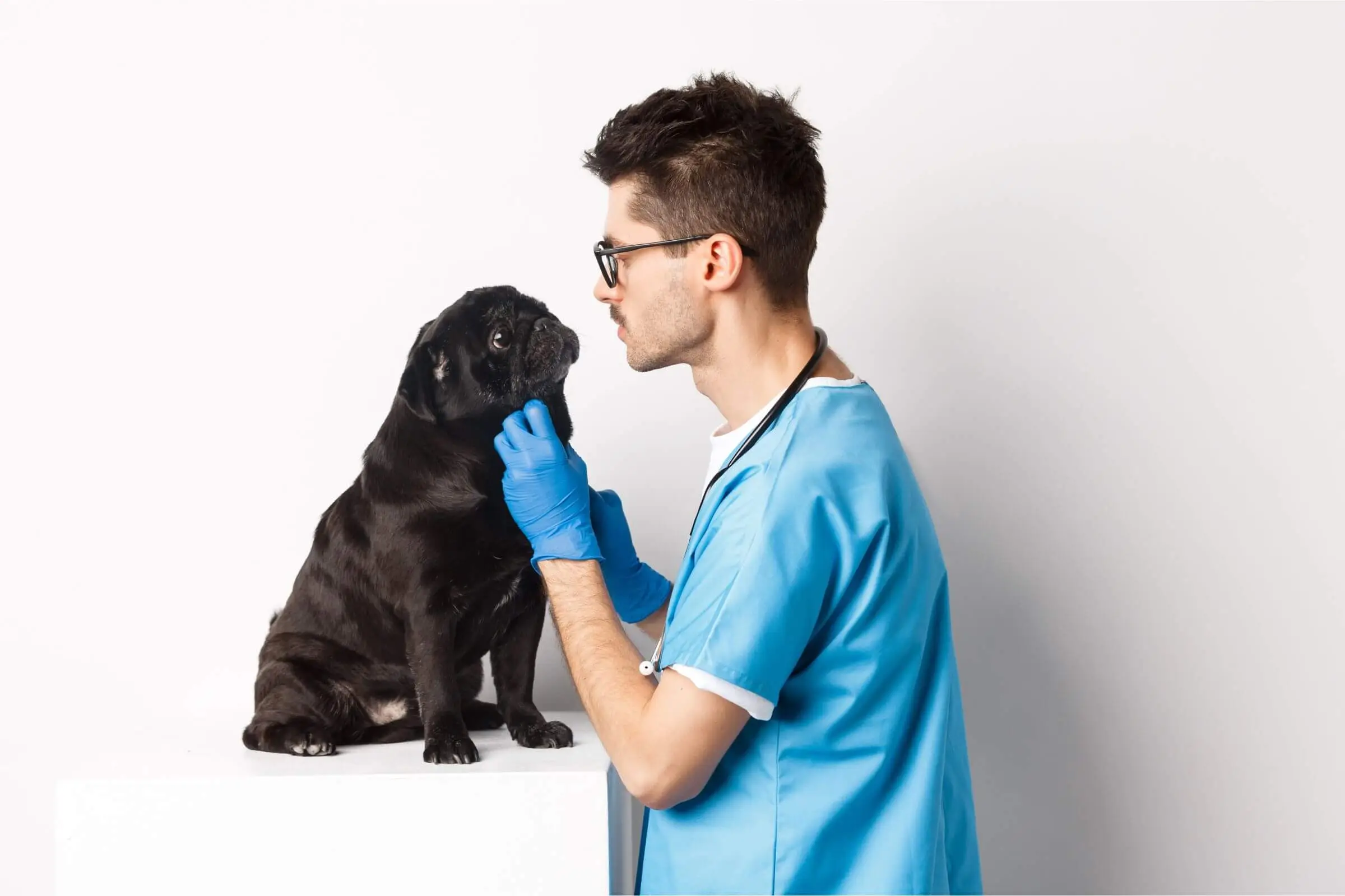 Endocrinologista veterinário: quando procurar? clínica veterinária 24h