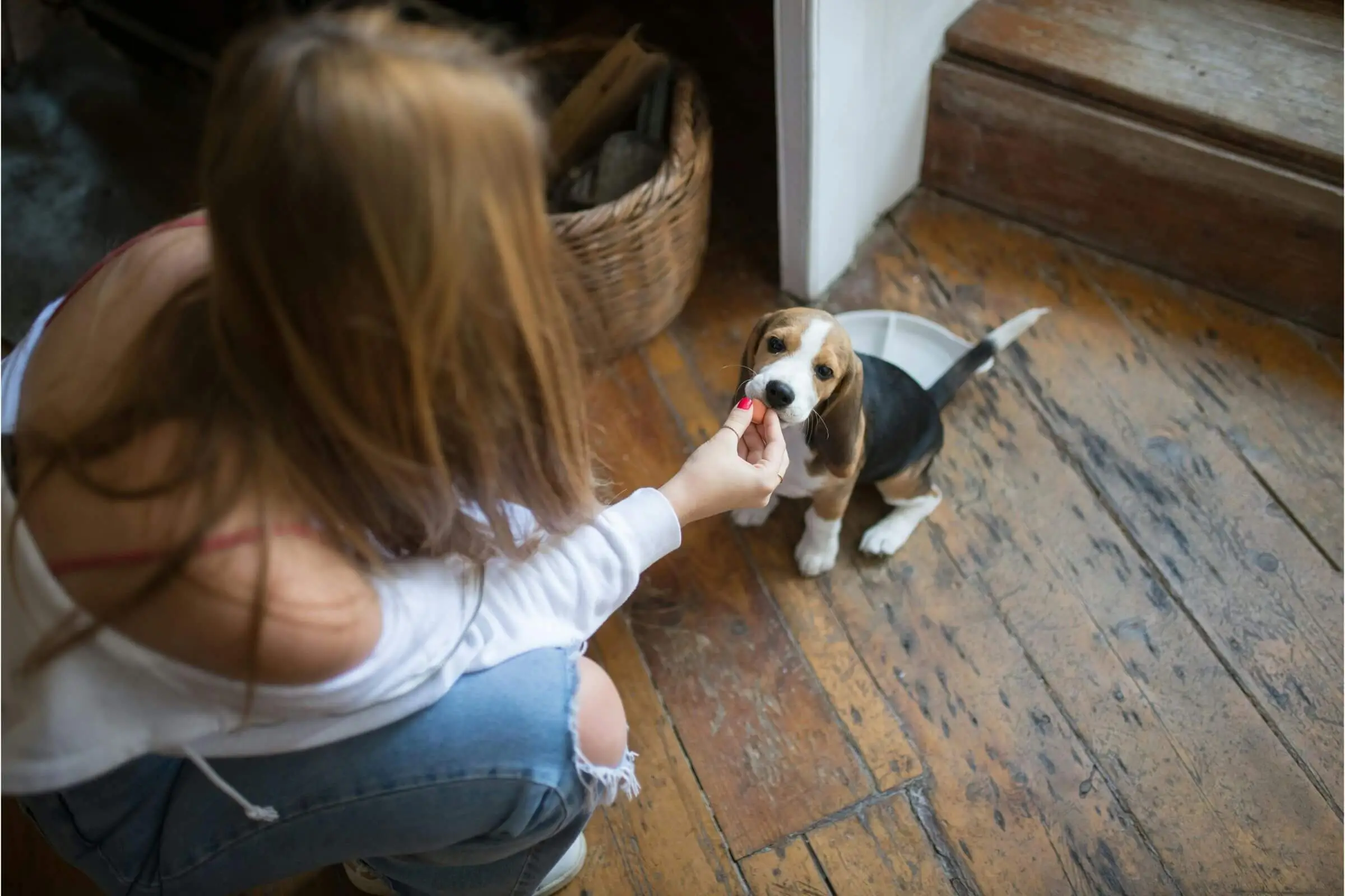 Como ensinar o filhote a fazer as necessidades no lugar certo? clínica veterinária 24h