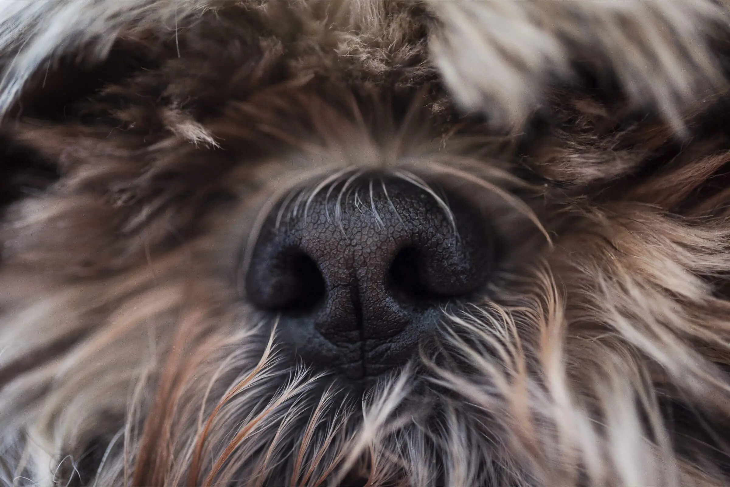 Por que meu cachorro está com o focinho seco? clínica veterinária 24h