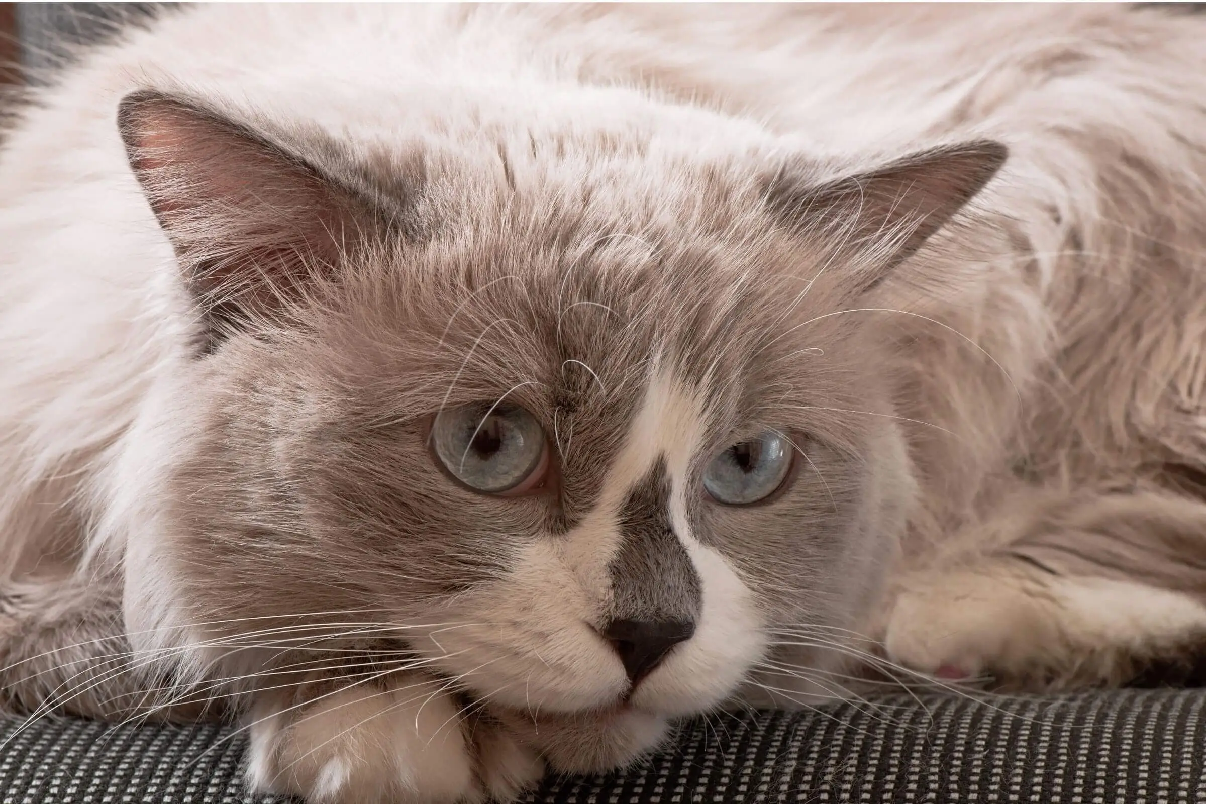 Gato com fezes mole: quando é sinal de doença?clínica veterinária 24h