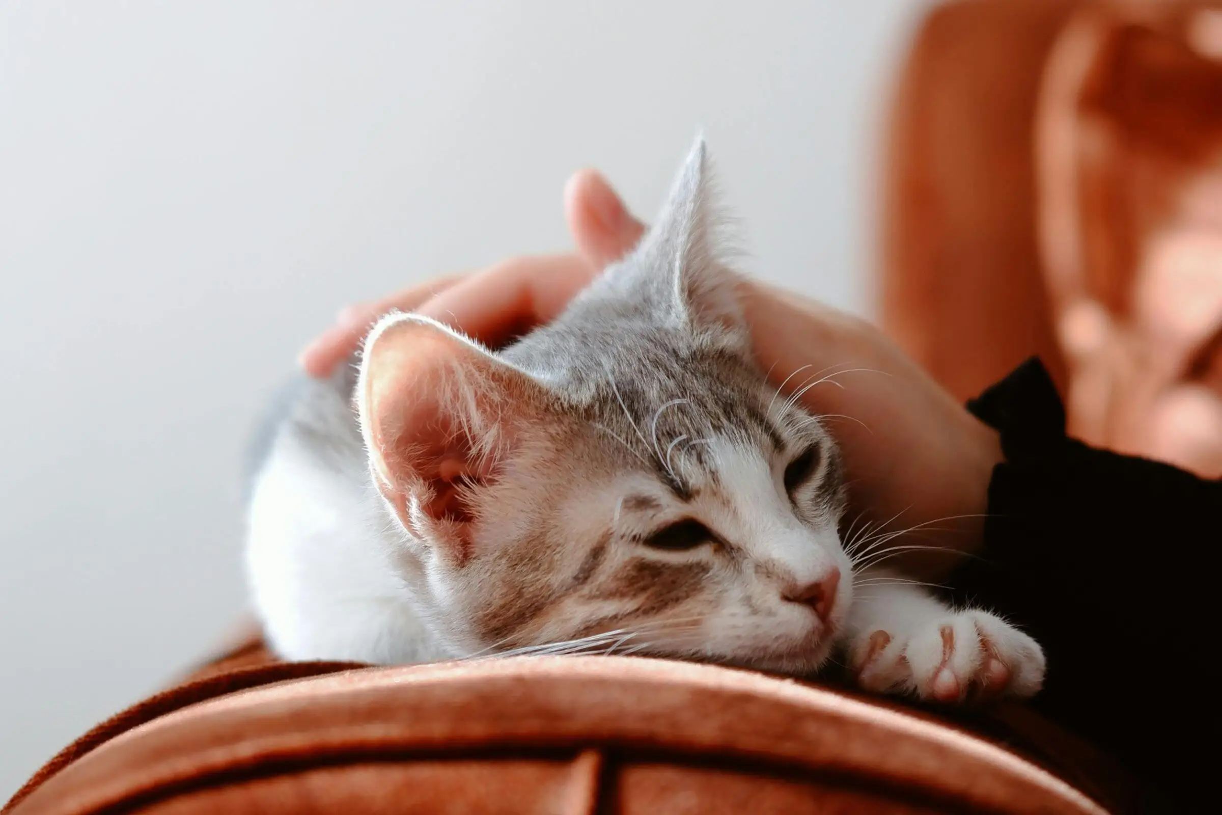 Gato com tremores: é normal ou sinal de doença? clínica veterinária 24h