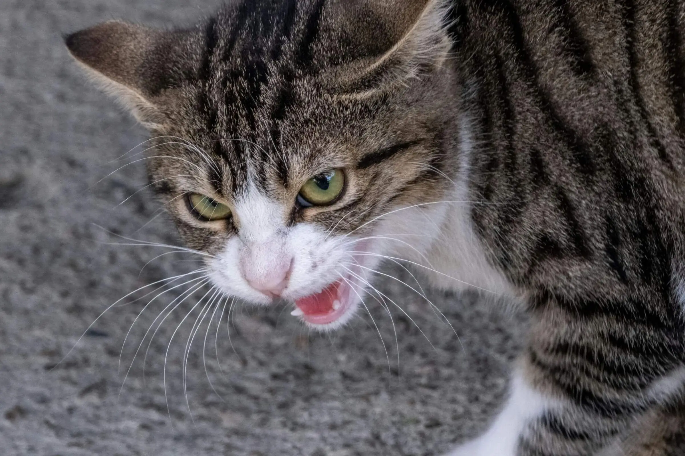 Por que meu gato está agressivo de repente? clínica veterinária 24h
