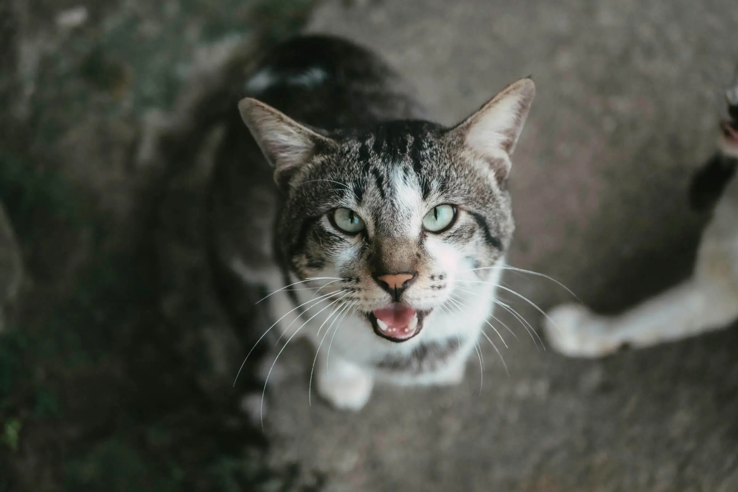 Por que meu gato está babando? clínica veterinária 24h