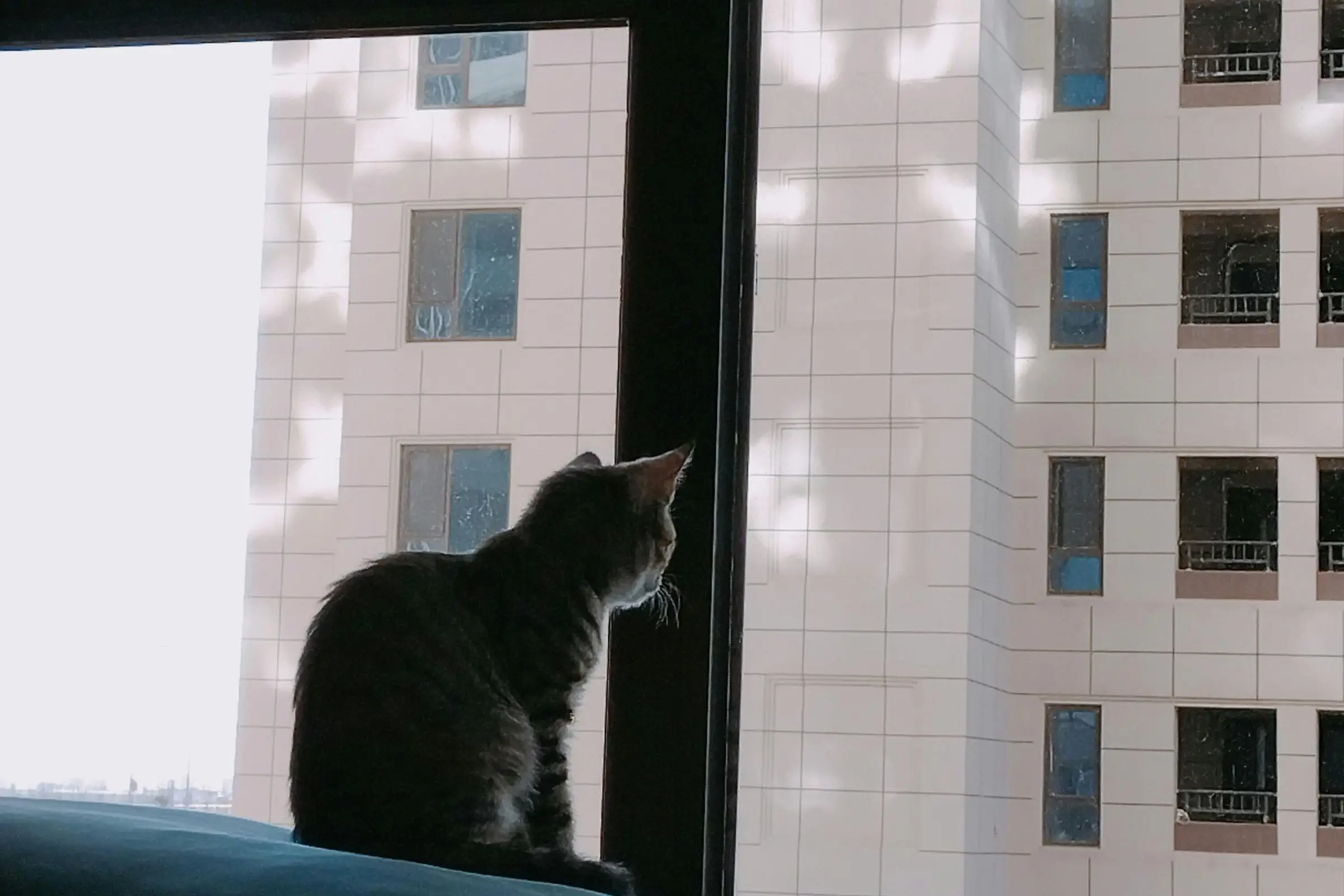 Gato em apartamento: cuidados e indicações, clínica veterinária 24h