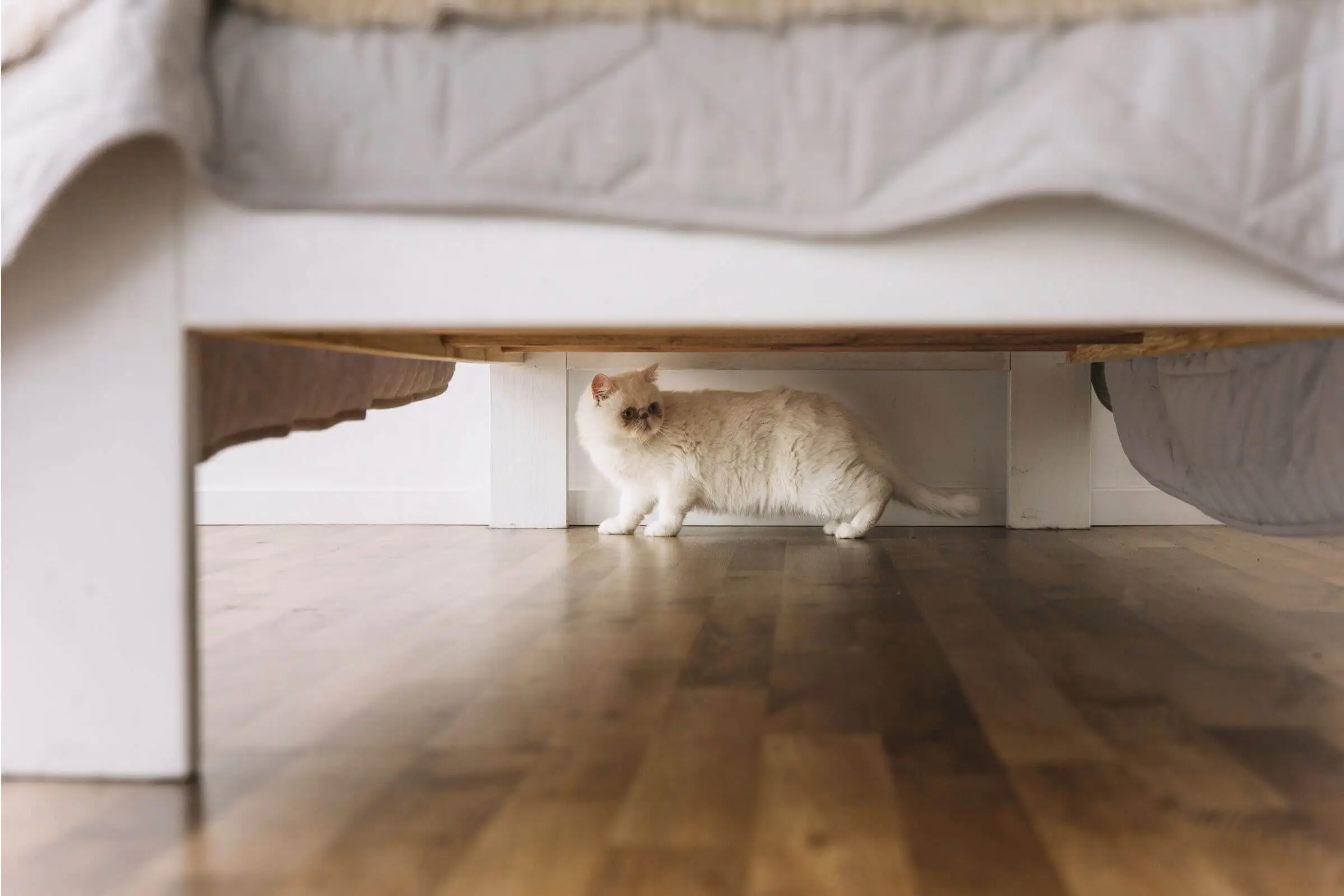 Por que meu gato está se escondendo? clínica veterinária 24h