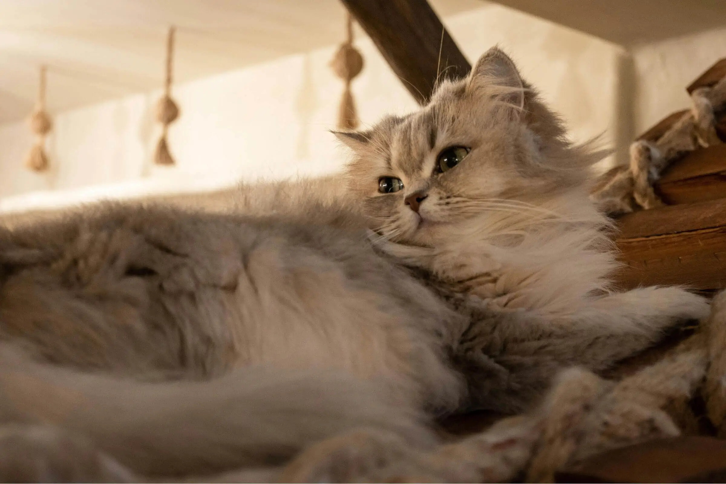 Gato idoso: principais cuidados com a saúde, clínica veterinária 24h