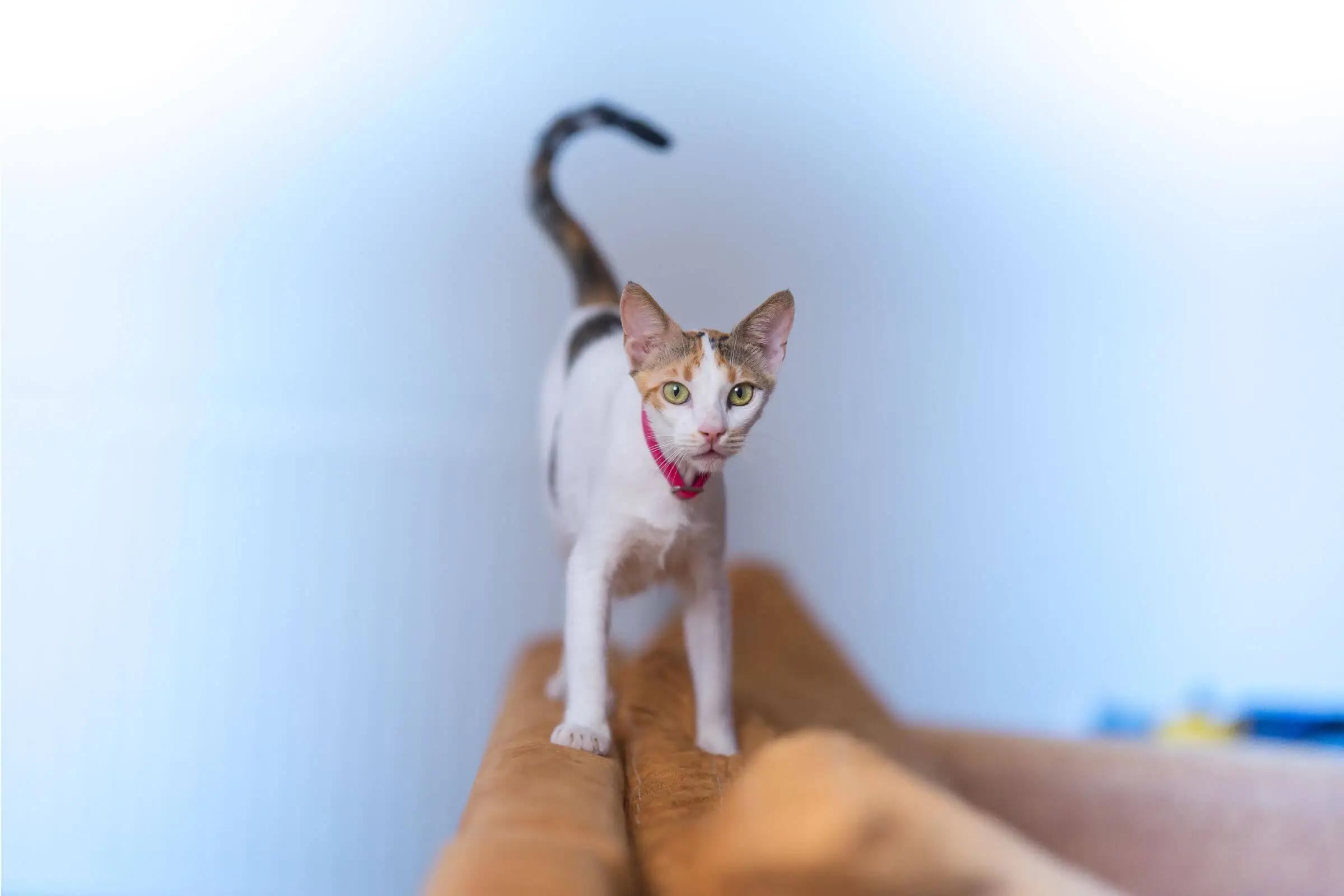 Por que meu gato está emagrecendo mesmo comendo?