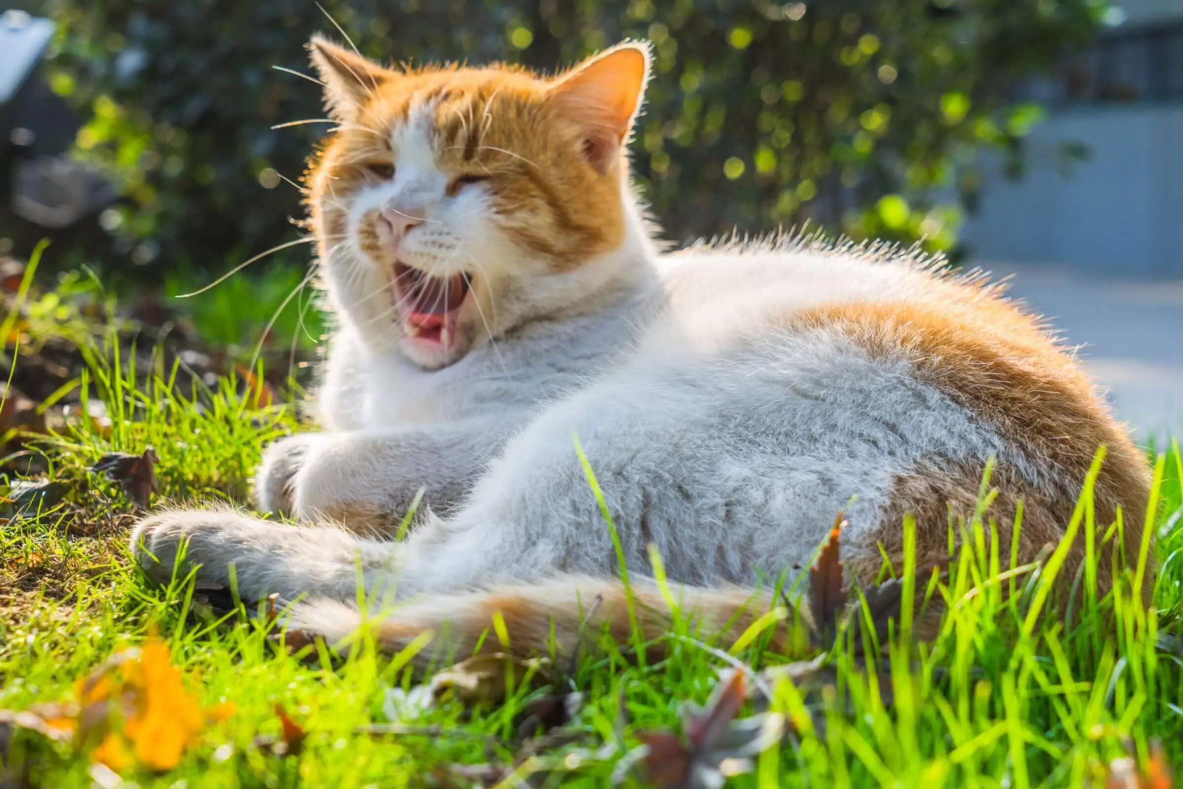 Meu gato está miando muito: o que pode ser? clínica veterinária 24h