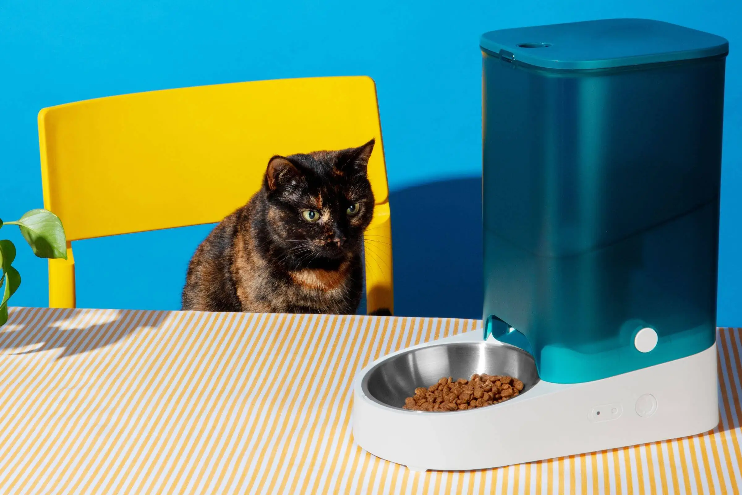 Gato não come ração: O que fazer? clínica veterinária 24h