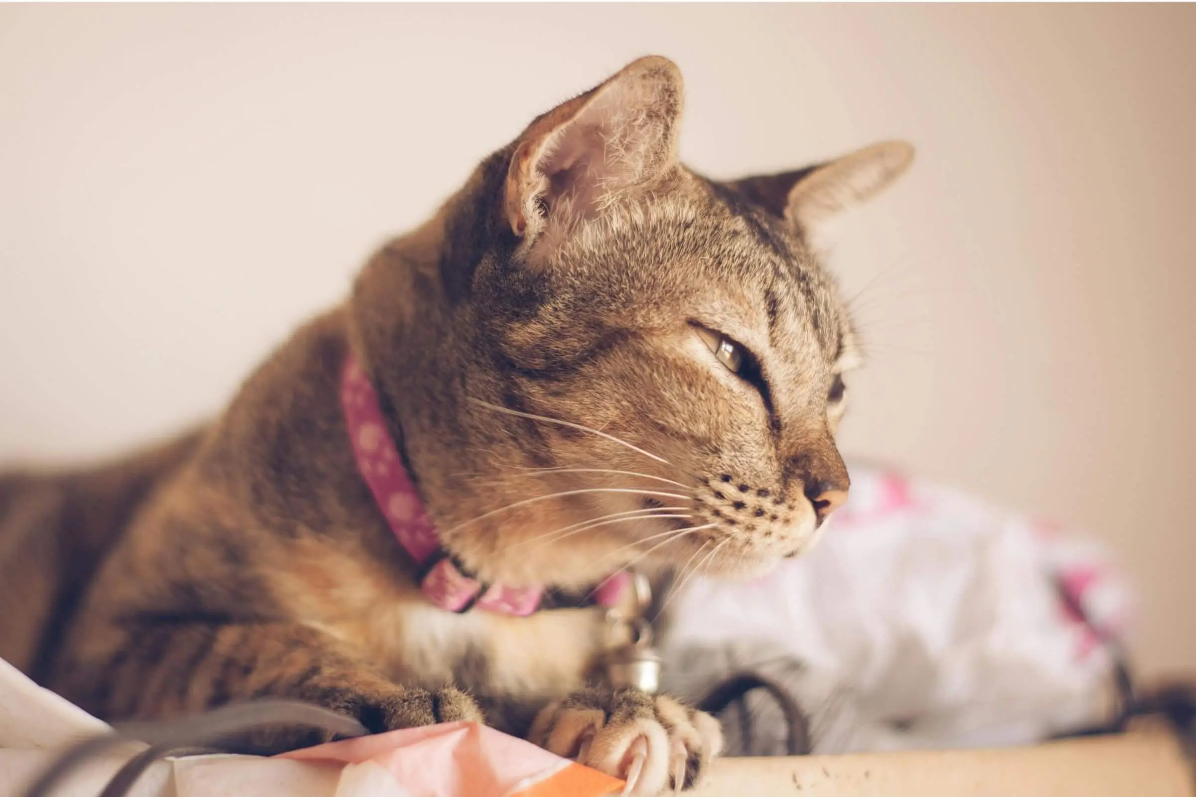 Por que o olho do meu gato está inchado? clínica veterinária 24h
