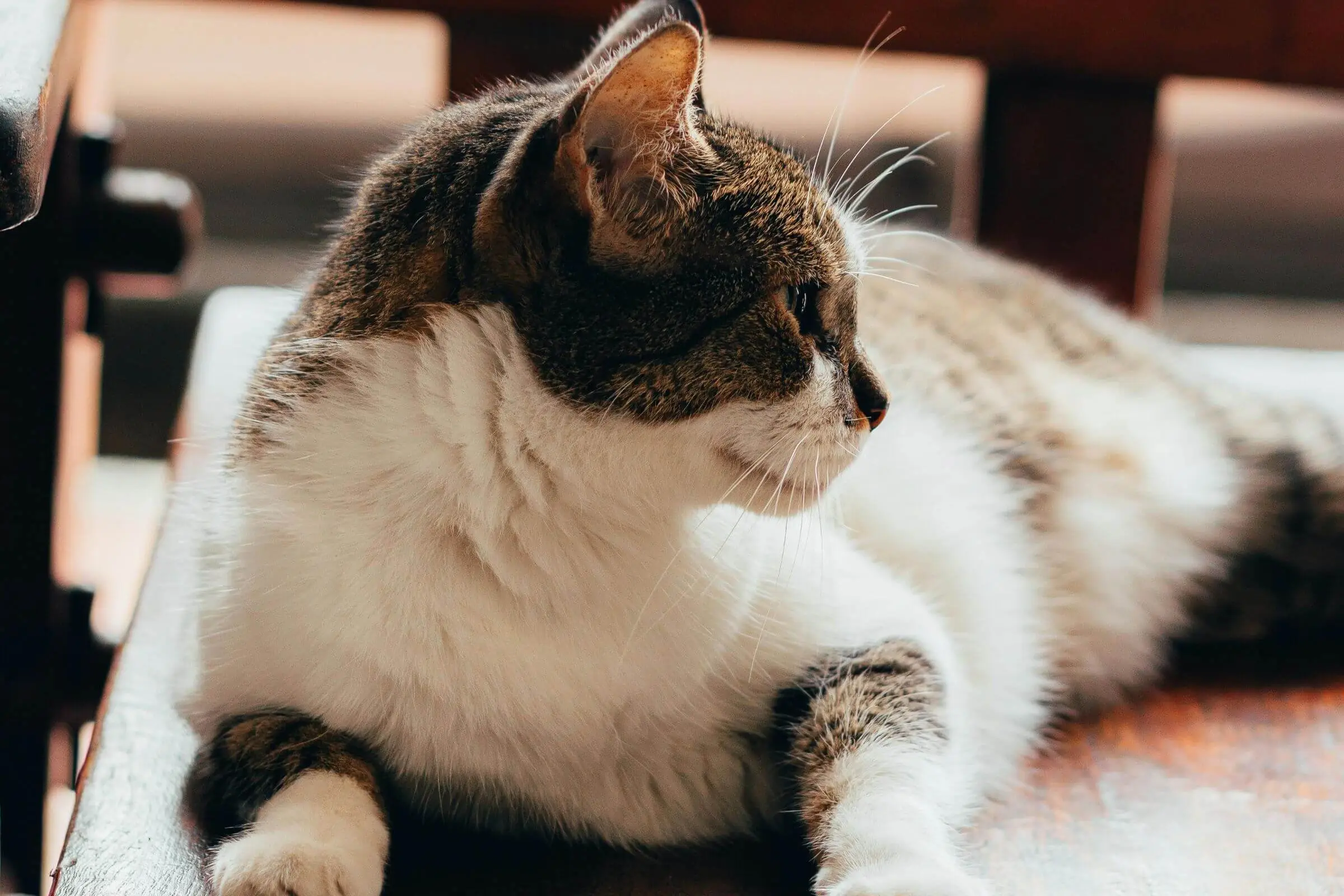 Gato com pelagem opaca e queda de pelo: o que significa? clínica veterinária 24h