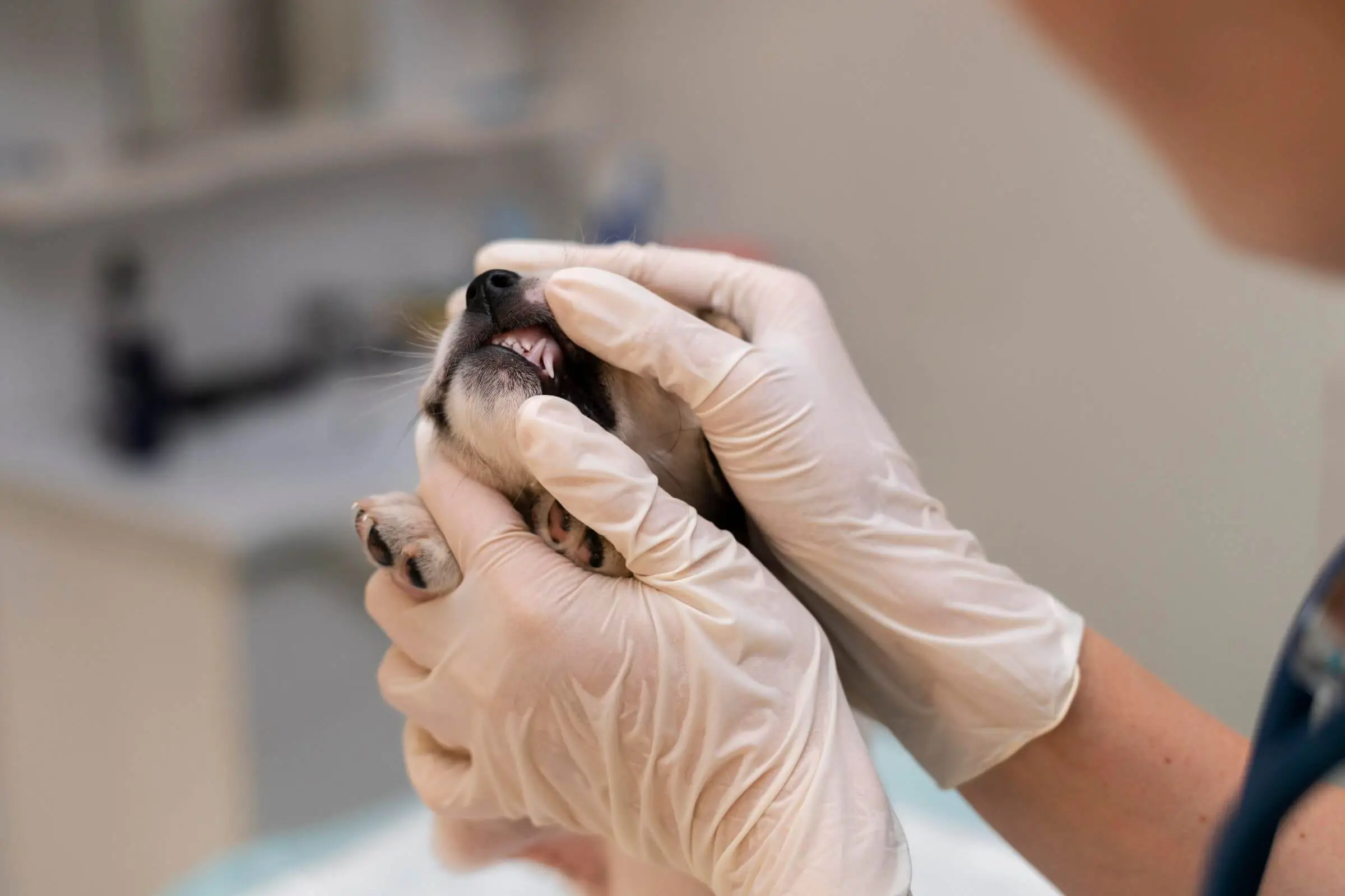 Gengiva sangrando no pet é normal? clínica veterinária 24h
