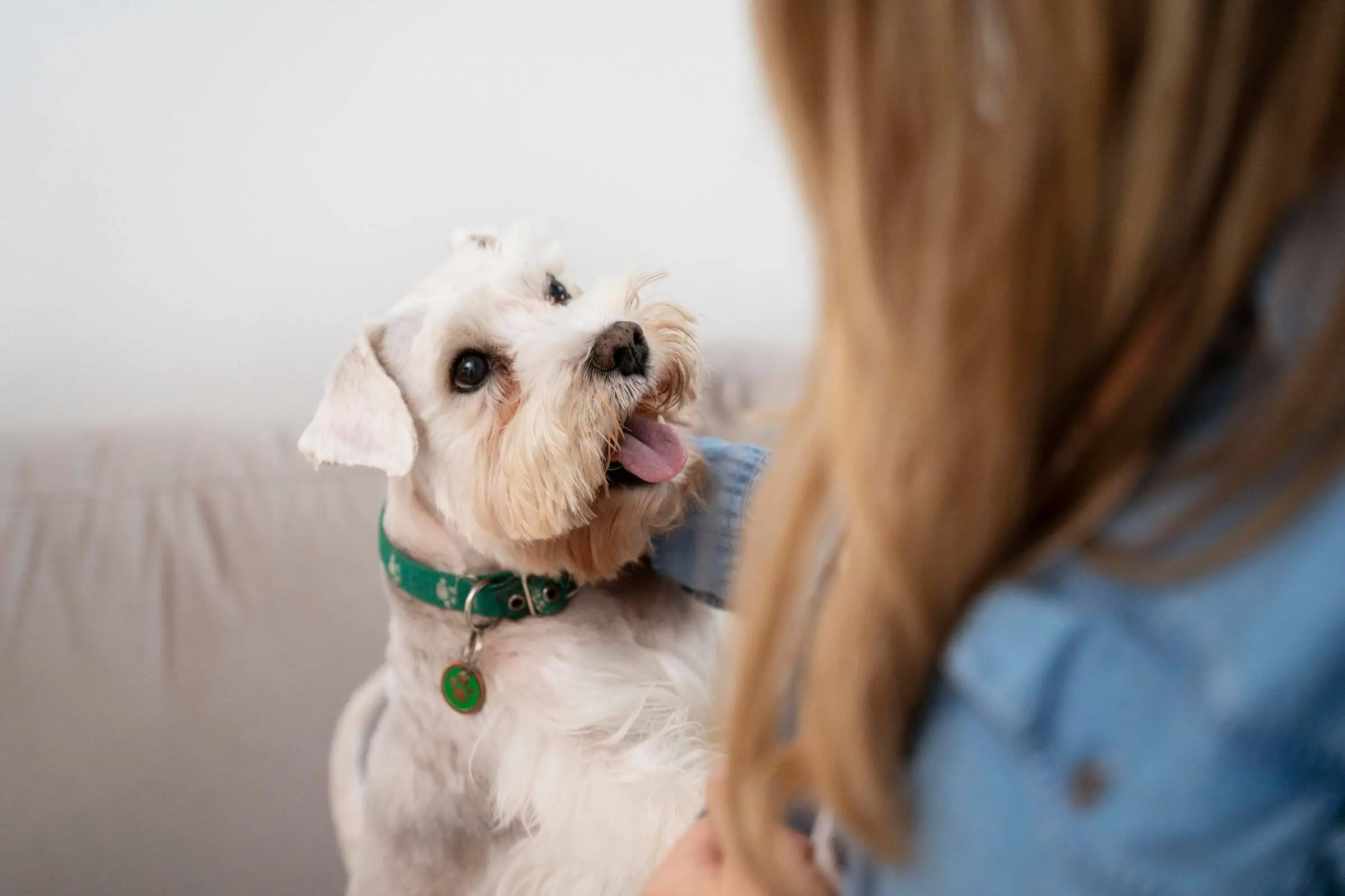 Como controlar a glicemia do pet em casa? clínica veterinária 24h