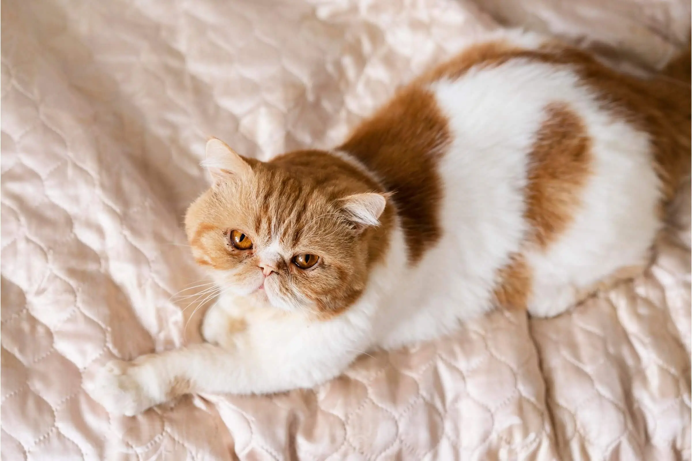 Gravidez psicologica em gata: como identificar, clínica veterinária 24h
