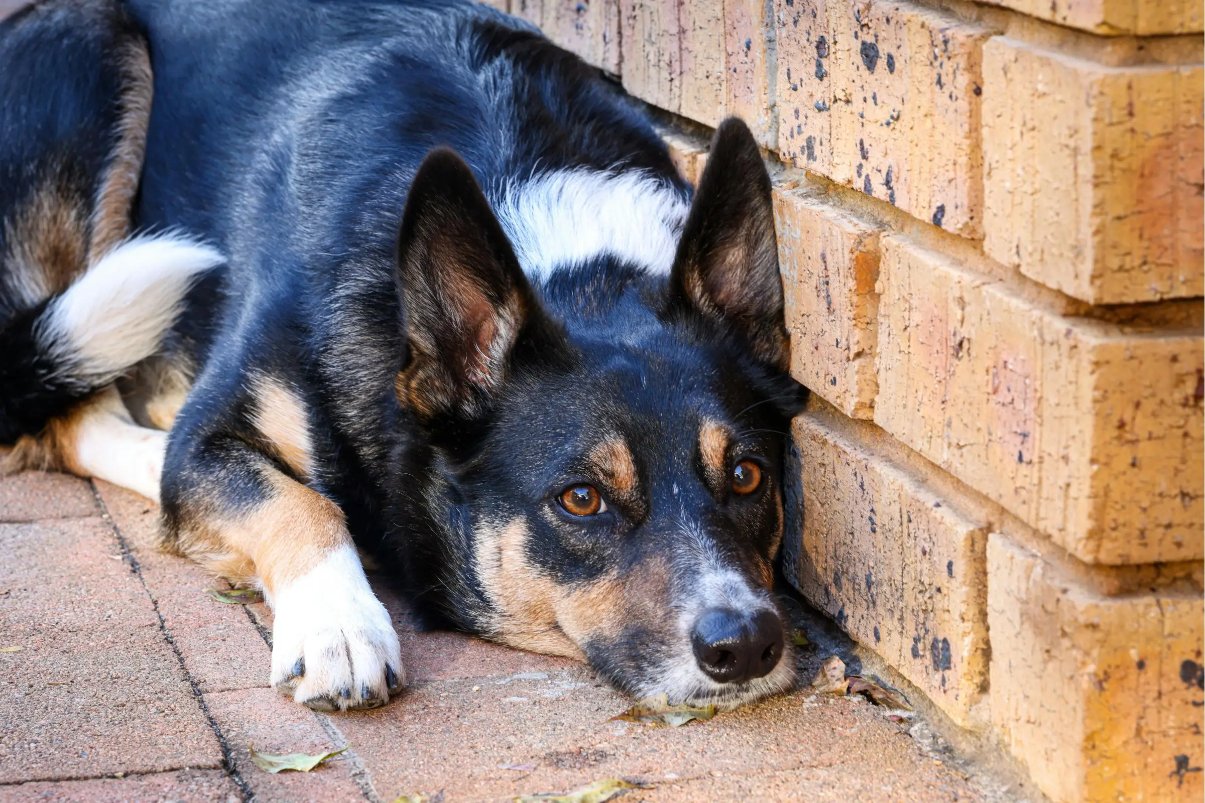 Cães castrados têm mais chance de desenvolver problemas hormonais? clínica veterinária 24h