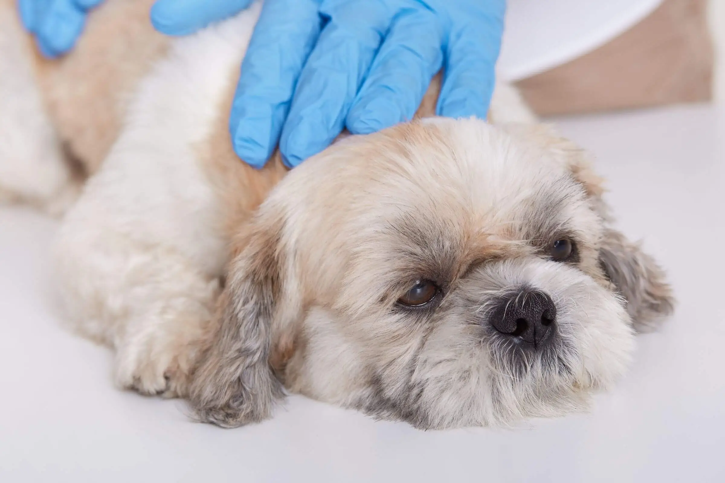 Malassezia canina: O que é, sintomas e como tratar? clínica veterinária 24h