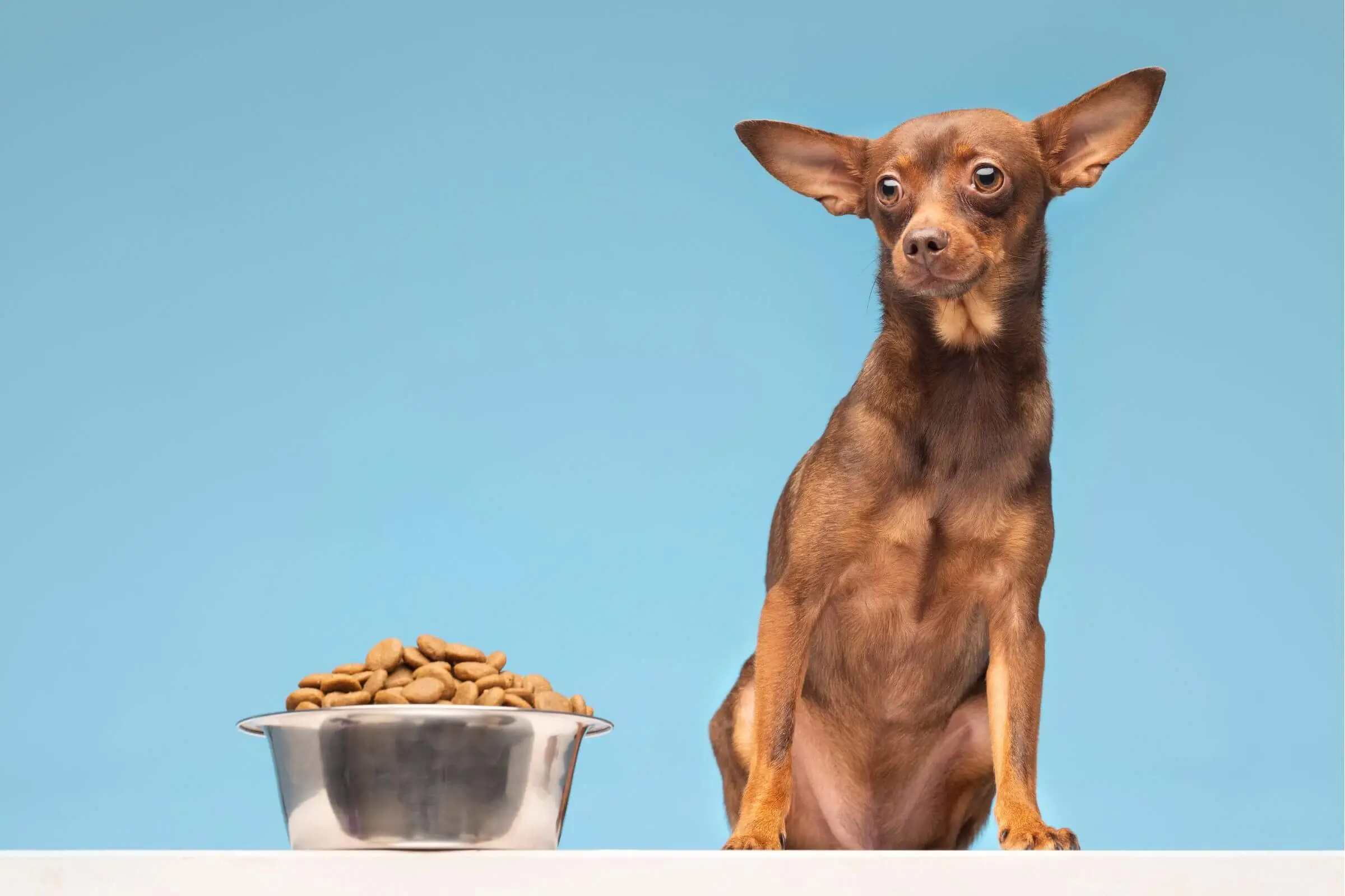Cachorro não come ração: O que fazer? clínica veterinária 24h