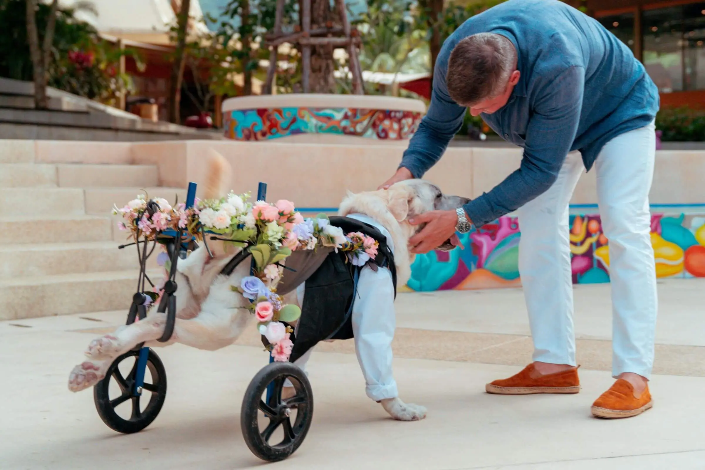 Como lidar com pets com necessidades especiais? clínica veterinária 24h