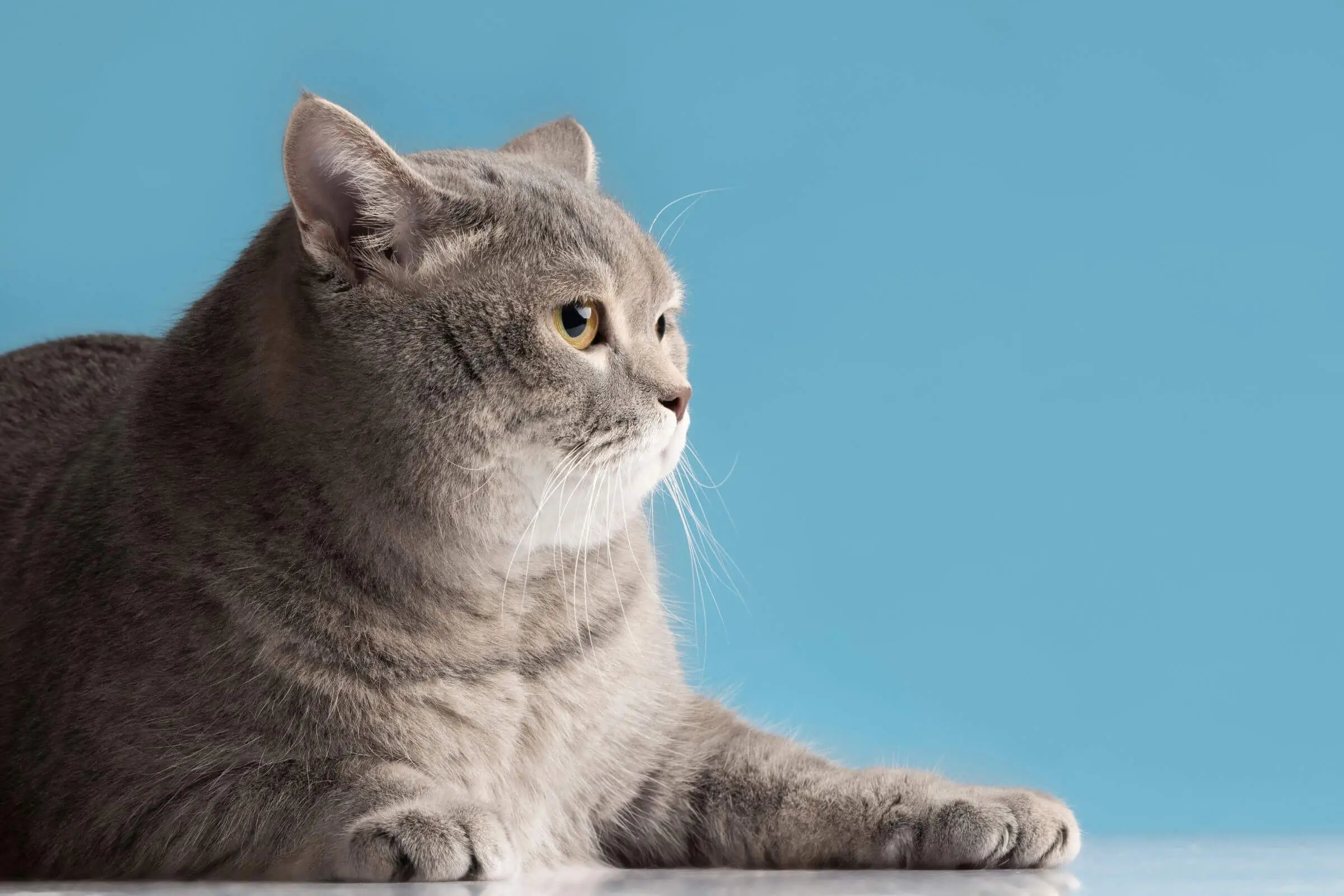 Obesidade e desequilíbrio hormonal em pets, clínica veterinária 24h