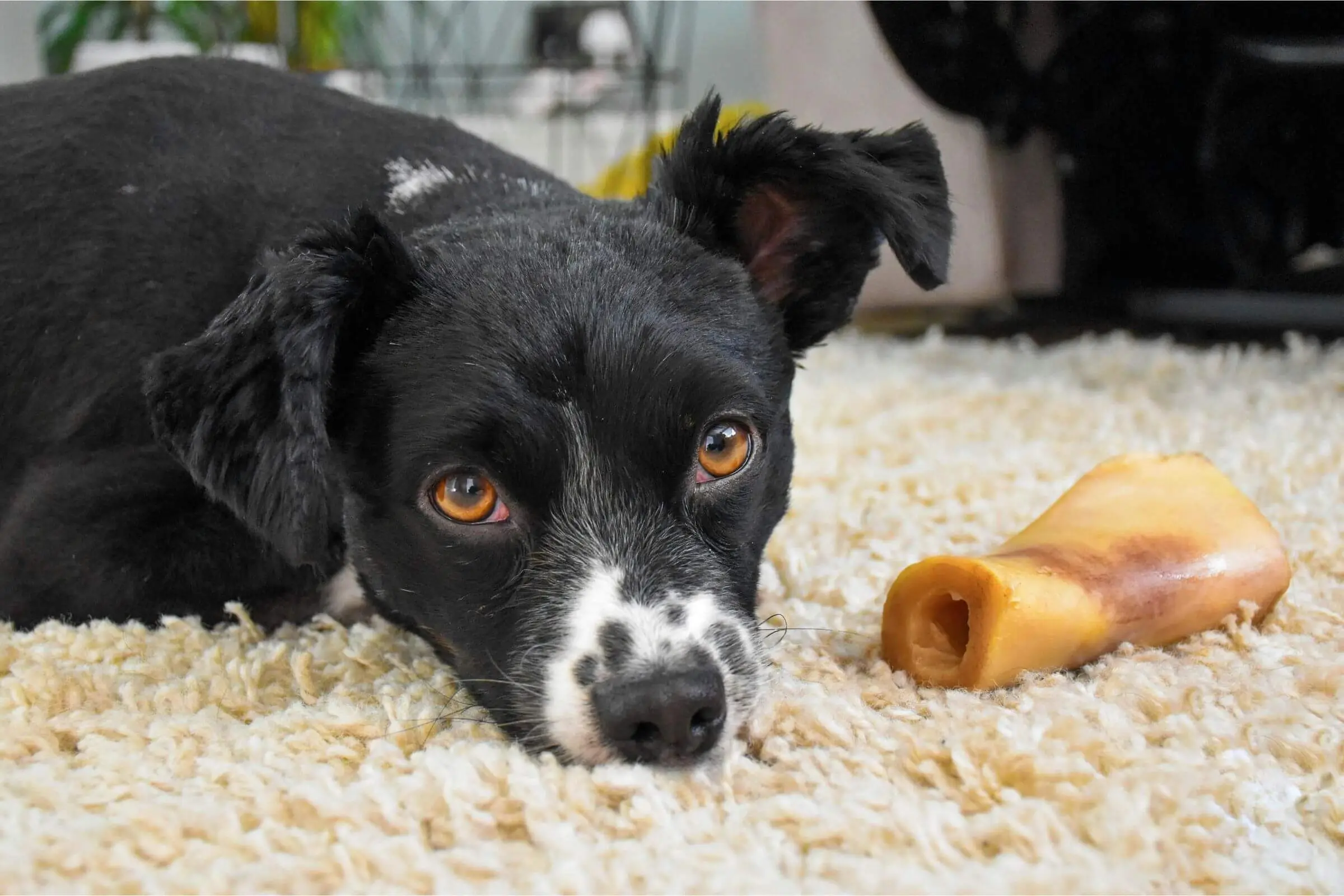 Cachorro pode comer osso? clínica veterinária 24h
