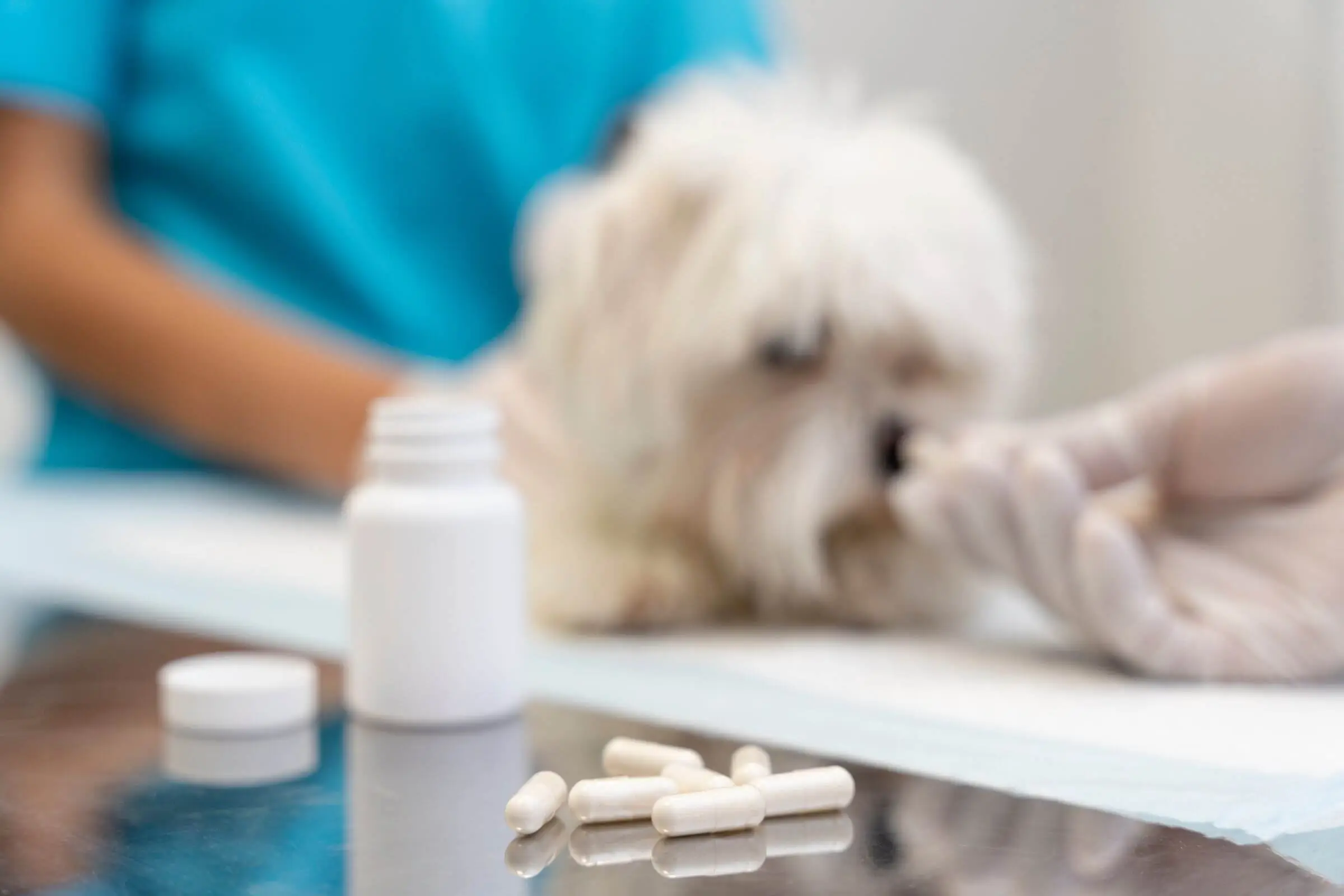 Posso dar paracetamol para o meu pet? clínica veterinária 24h