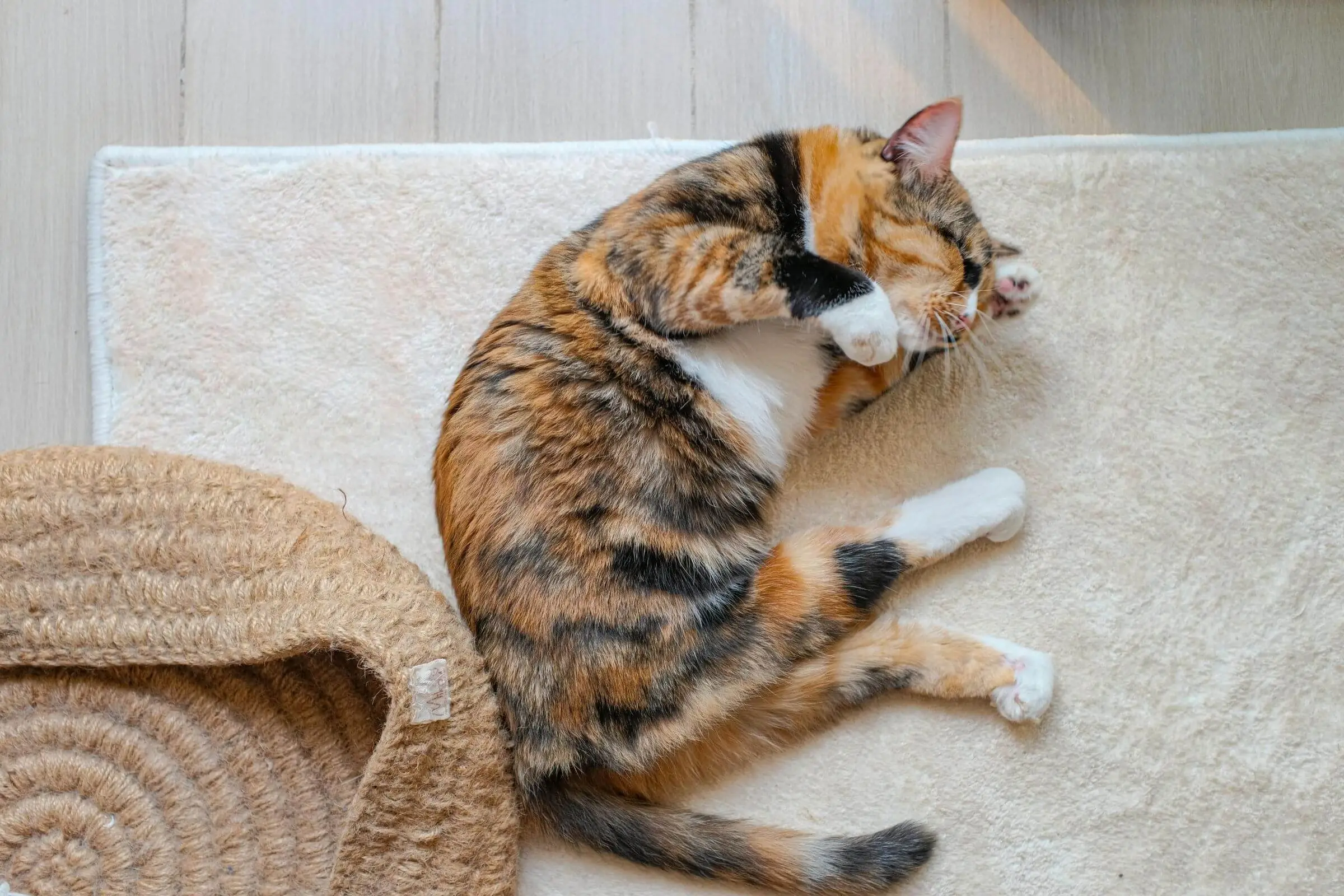 Por que meu gato fica paralisado de repente? clínica veterinária 24h