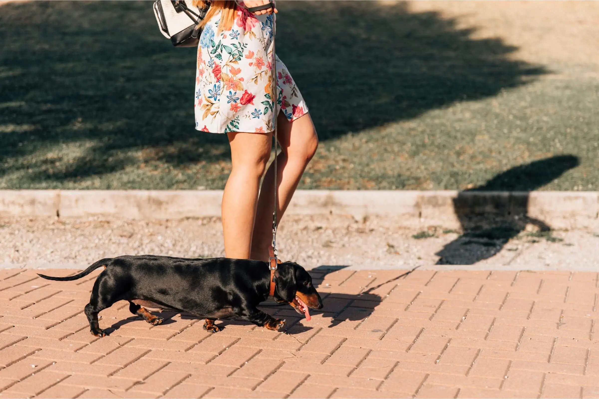 Passeios em dias quentes: riscos e cuidados, clínica veterinária 24h