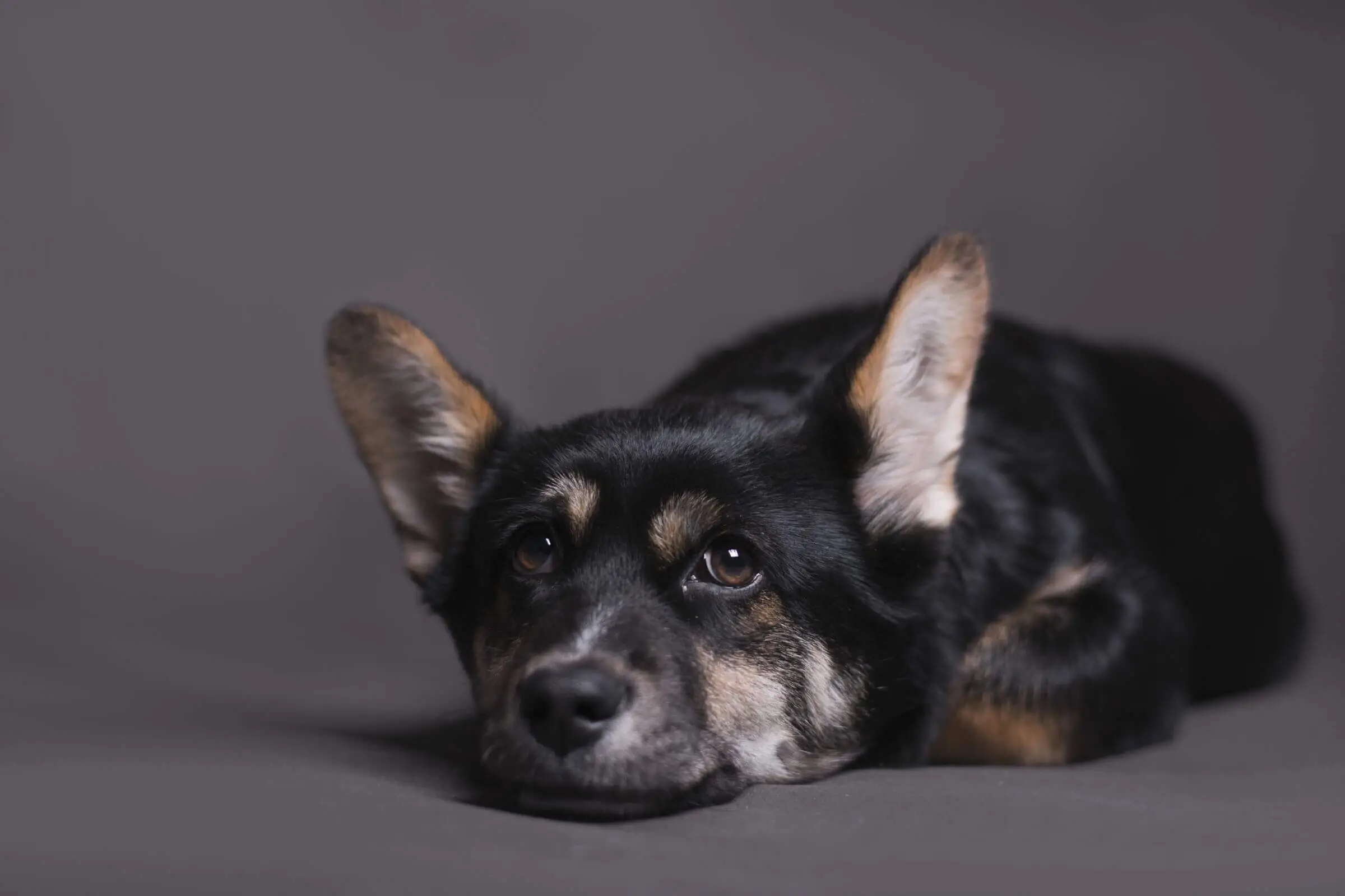 Meu pet está muito quieto: isso é sinal de doença? clínica veterinária 24h